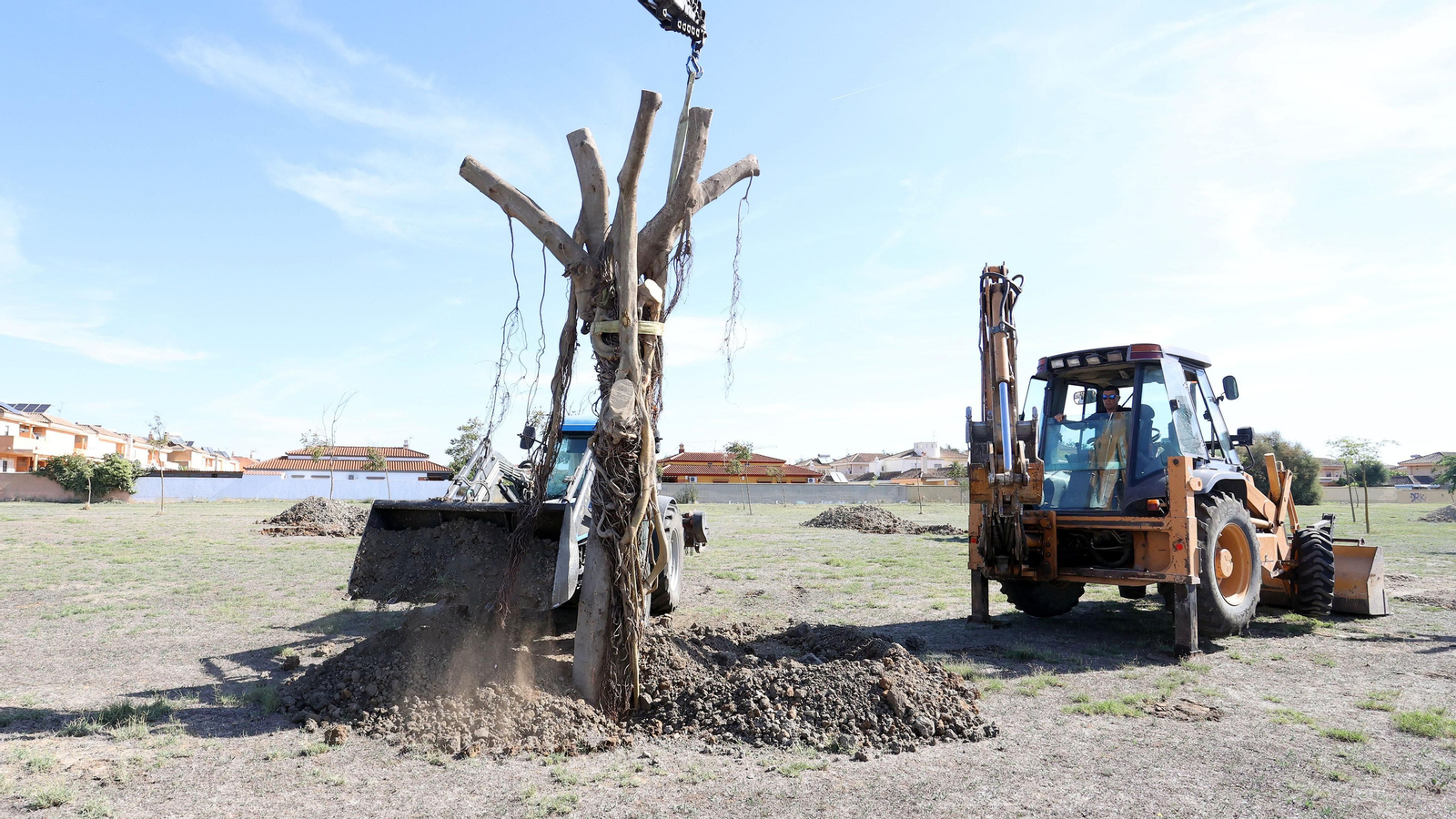 Traslado de los árboles de Chapín