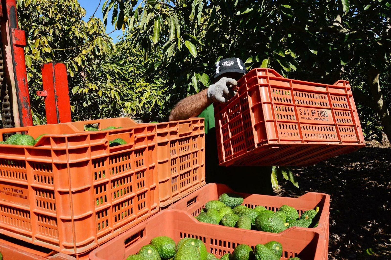 Cajas de aguacate en una parcela en la Axarquía.