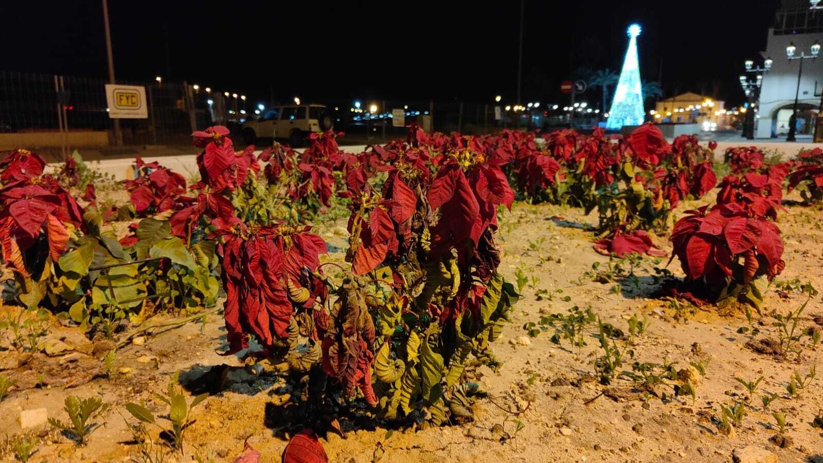 Las flores de pascua no llegan a Reyes