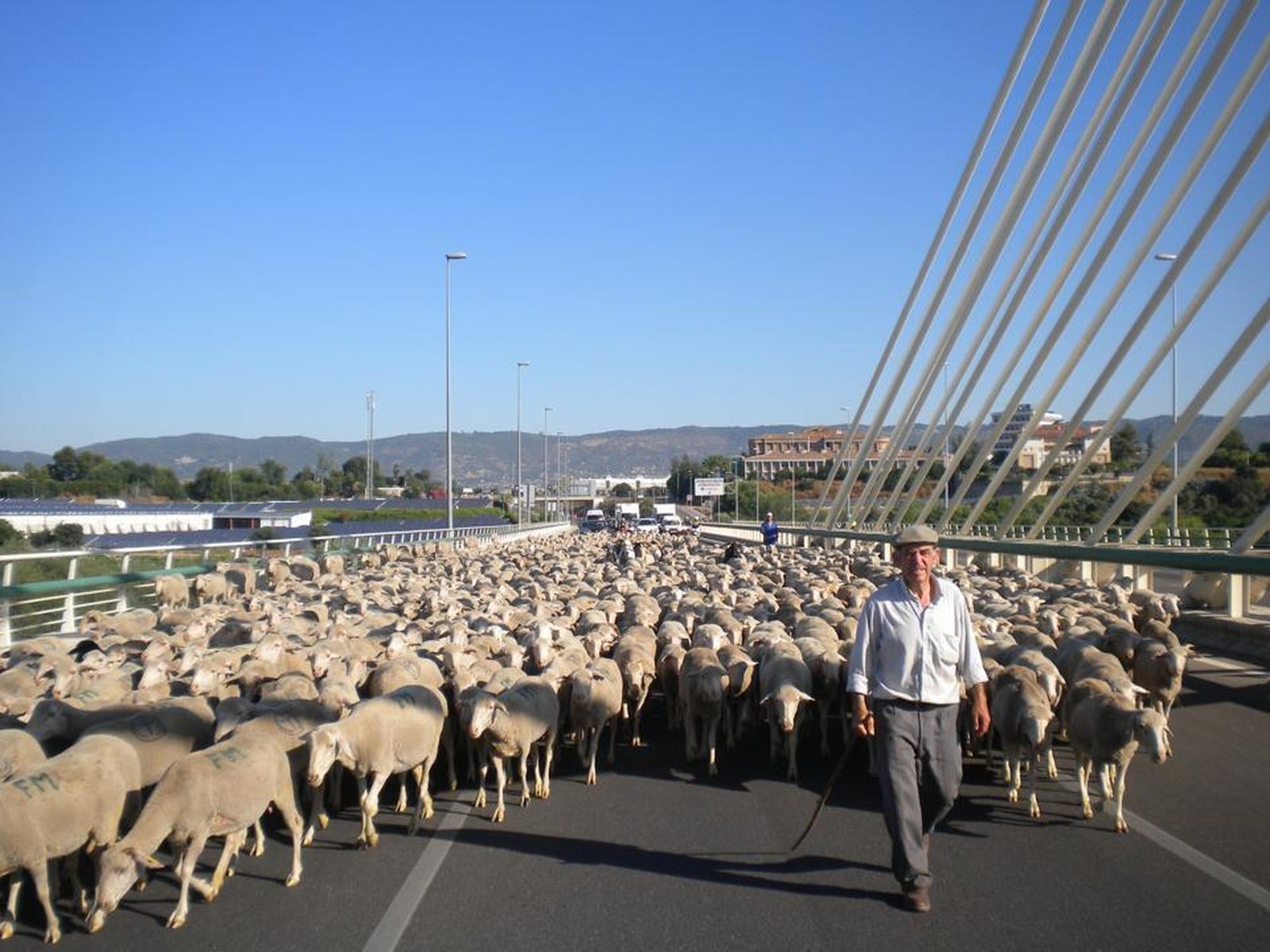 Paso de las ovejas por el Puente de Andalucía.