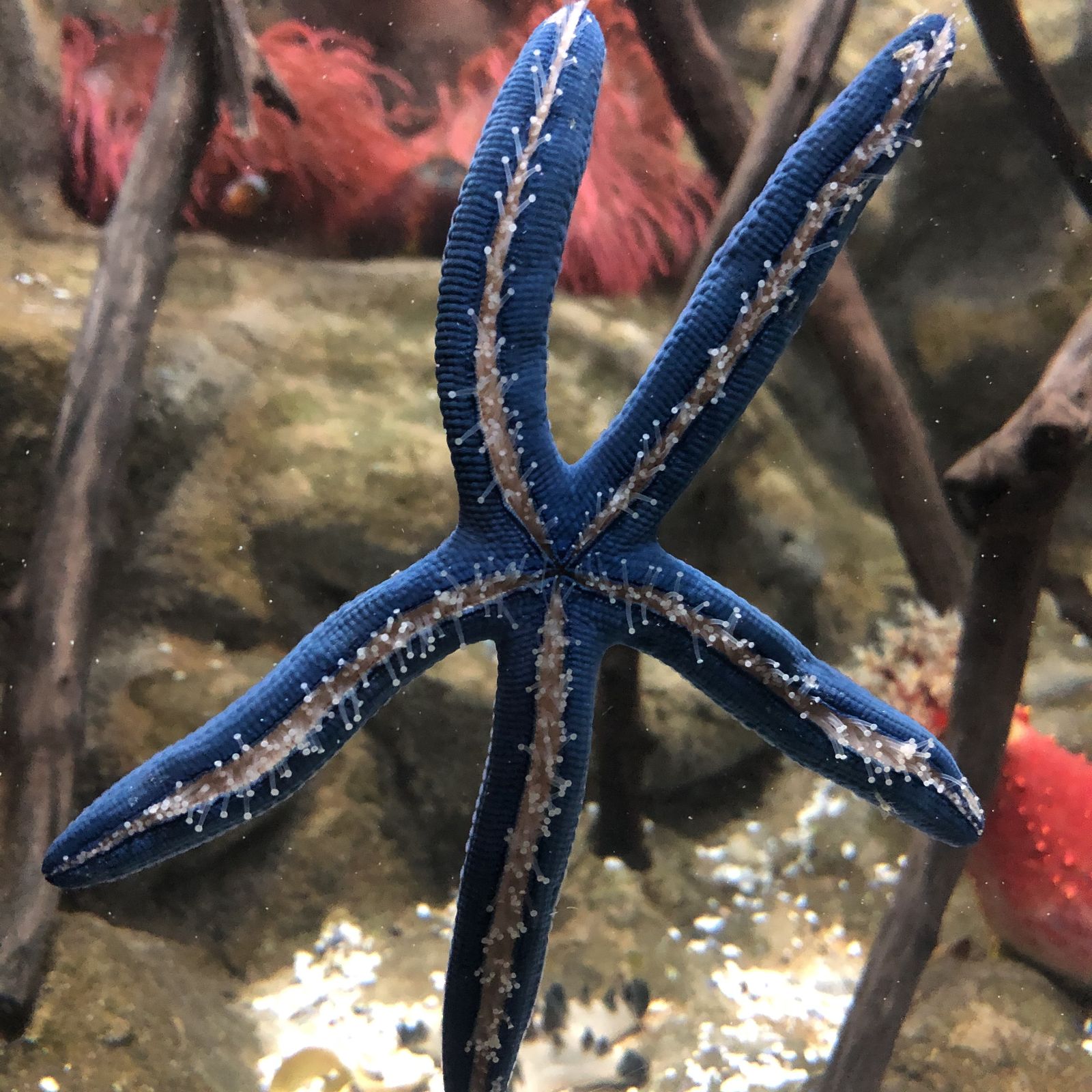 Estrella de mar azul.