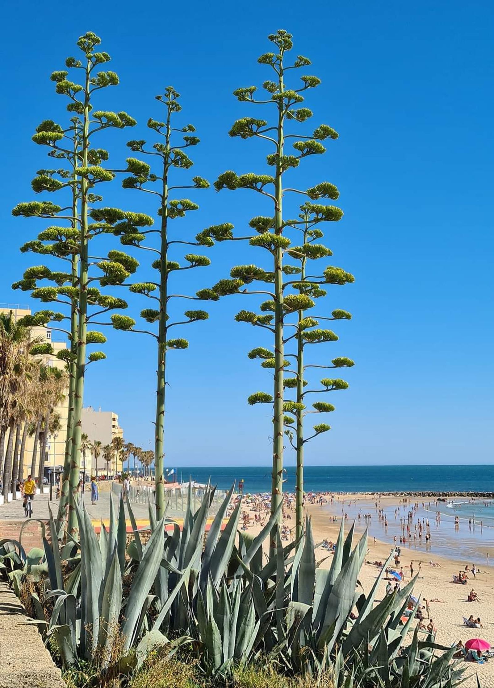 La Agave Americana deja esta peculiar imagen en la playa de Santa María del Mar de Cádiz