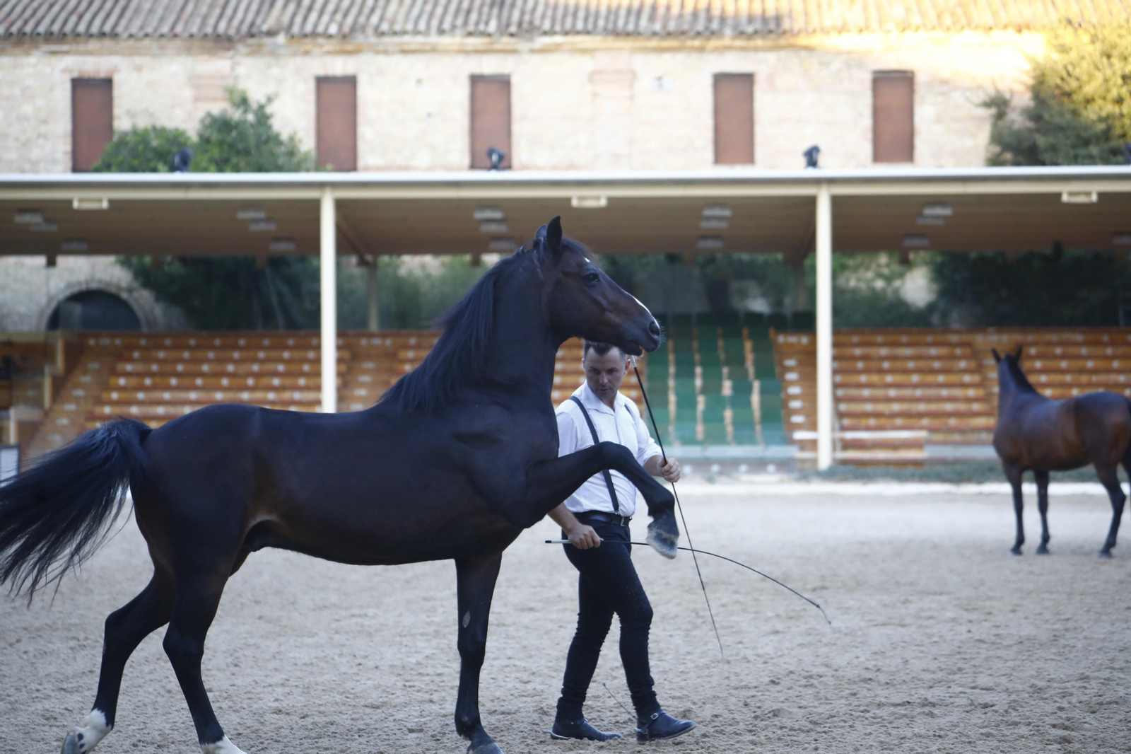 El arranque del XXVII Concurso Morfológico de La Feria del Caballo de Córdoba, en imágenes