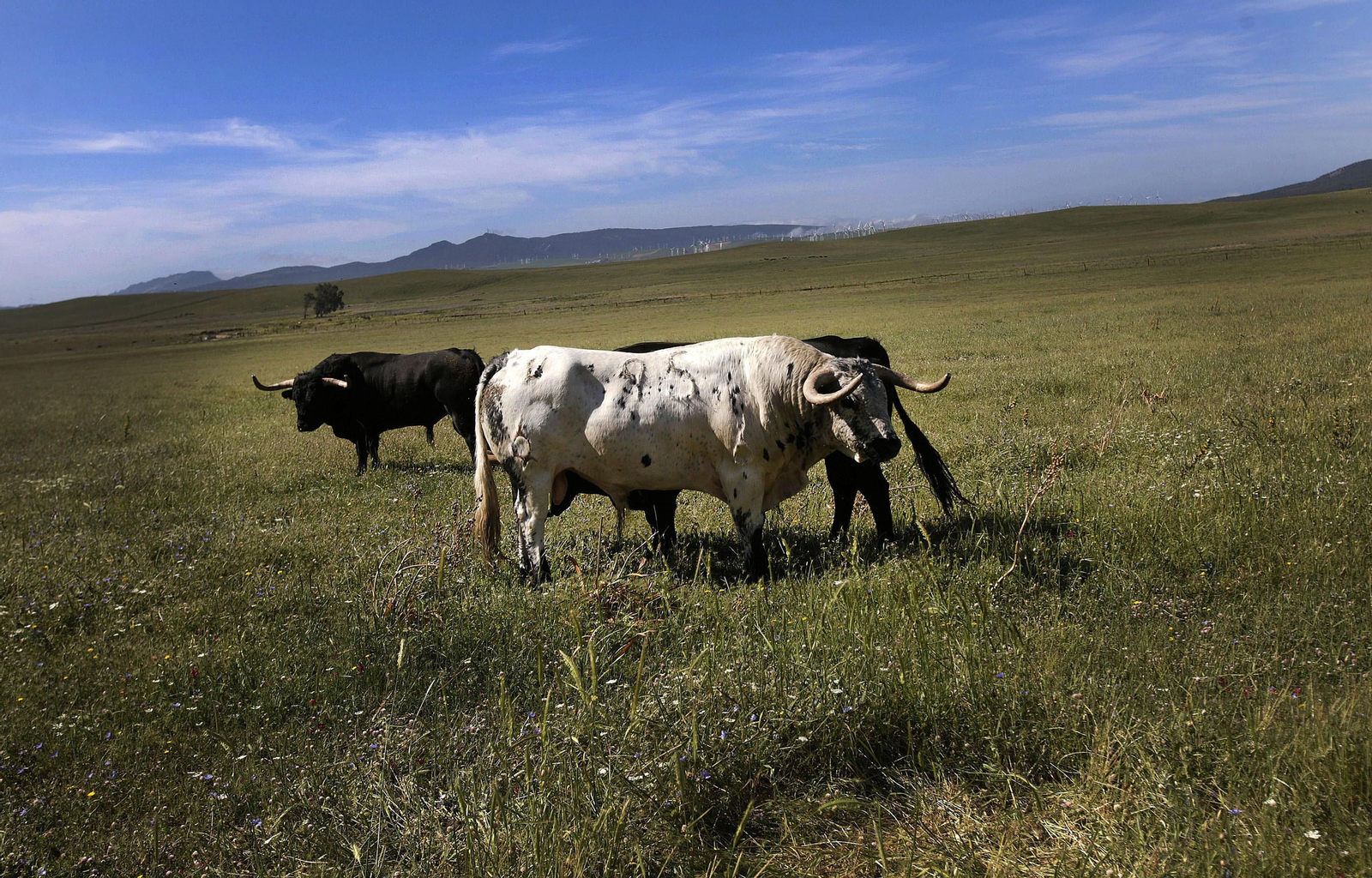 Mas cornadas da el virus, visita a la ganadería de Nuñez La Palmosilla