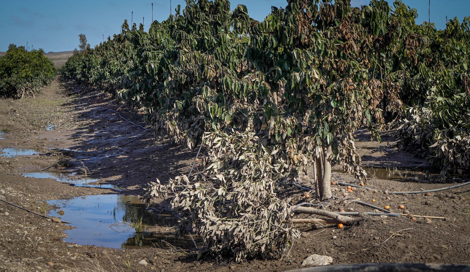 Imágenes de la visita de Juanma Moreno y el comisario europeo de Agricultura a los campos afectados por el temporal en Jerez