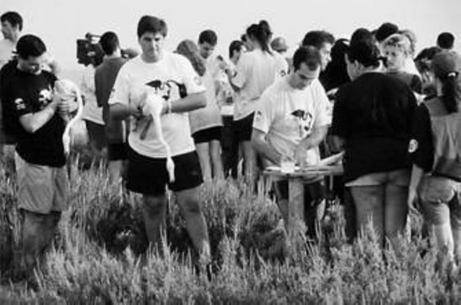 1. Miembros del grupo de SEO en Málaga participan en el anillamiento de aves que se realiza cada año en la desembocadura del río Guadalhorce. 2. Un anillador del colectivo coloca un anillo a un ejemplar. 3. Jornada de divulgación con un grupo de jóvenes en el campo. 4. Carpa de información que cada año monta SEO con motivo del Día Mundial de las Aves.