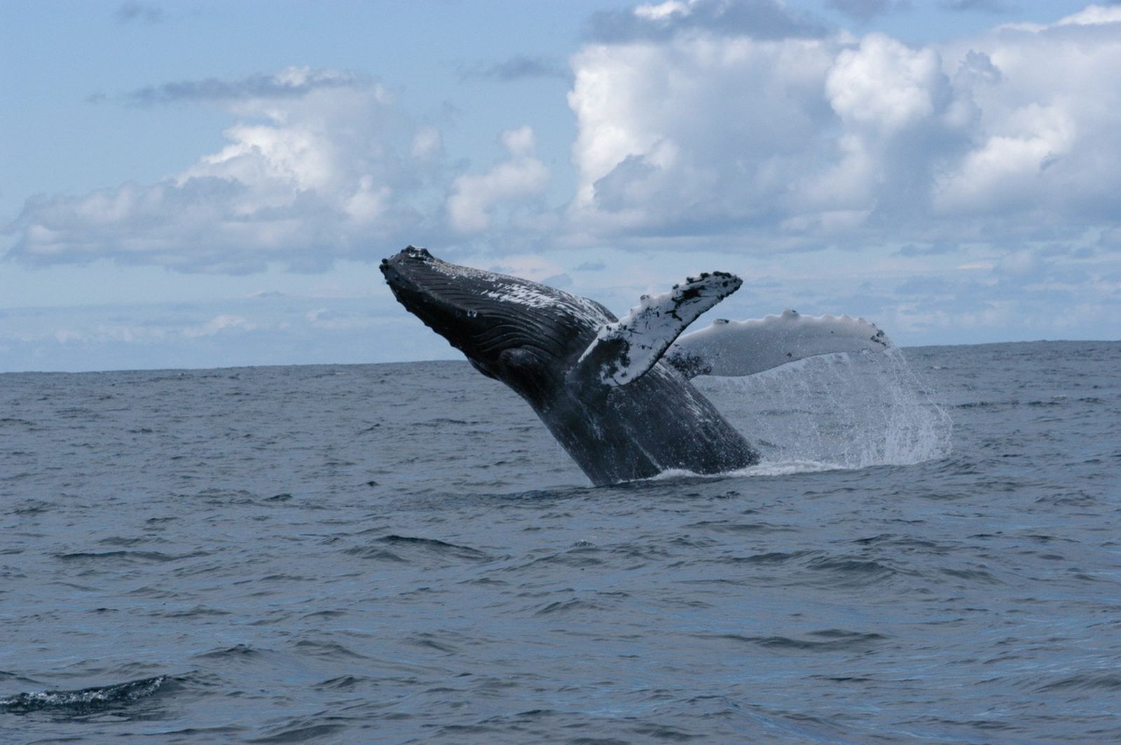 Una ballena en aguas americanas al norte del Atlántico.