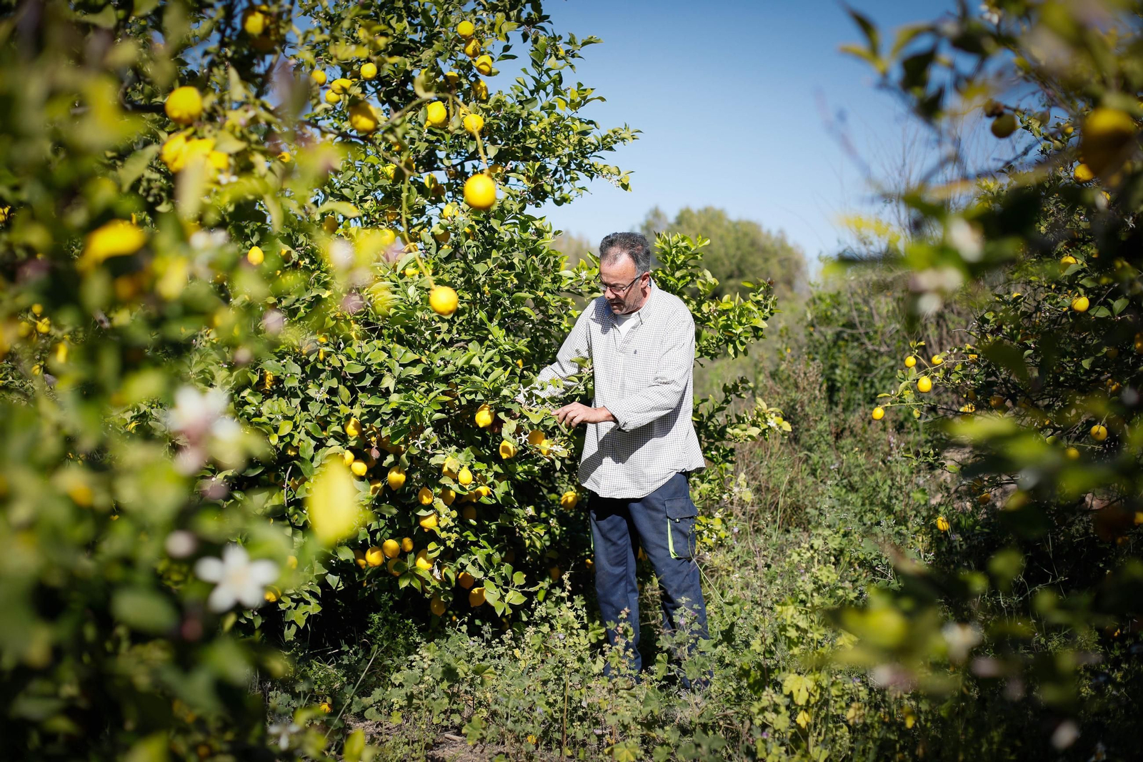 Cosecha de limones.