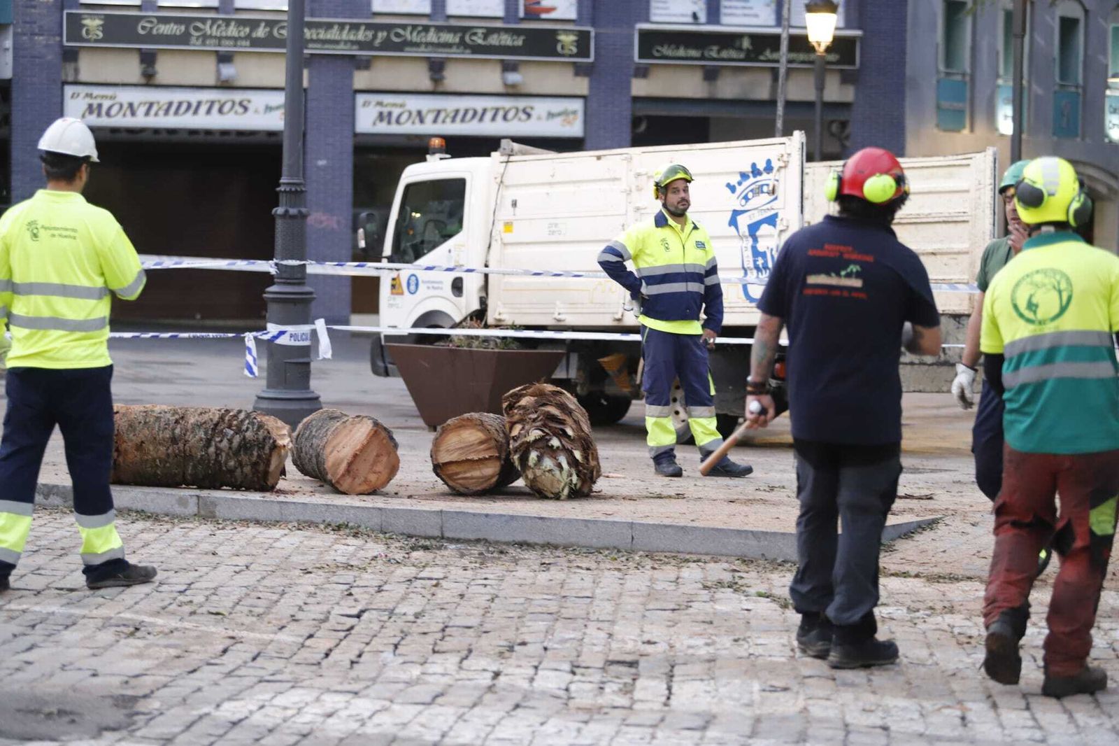 Las imágenes de la tala de la emblemática Palmera de Huelva