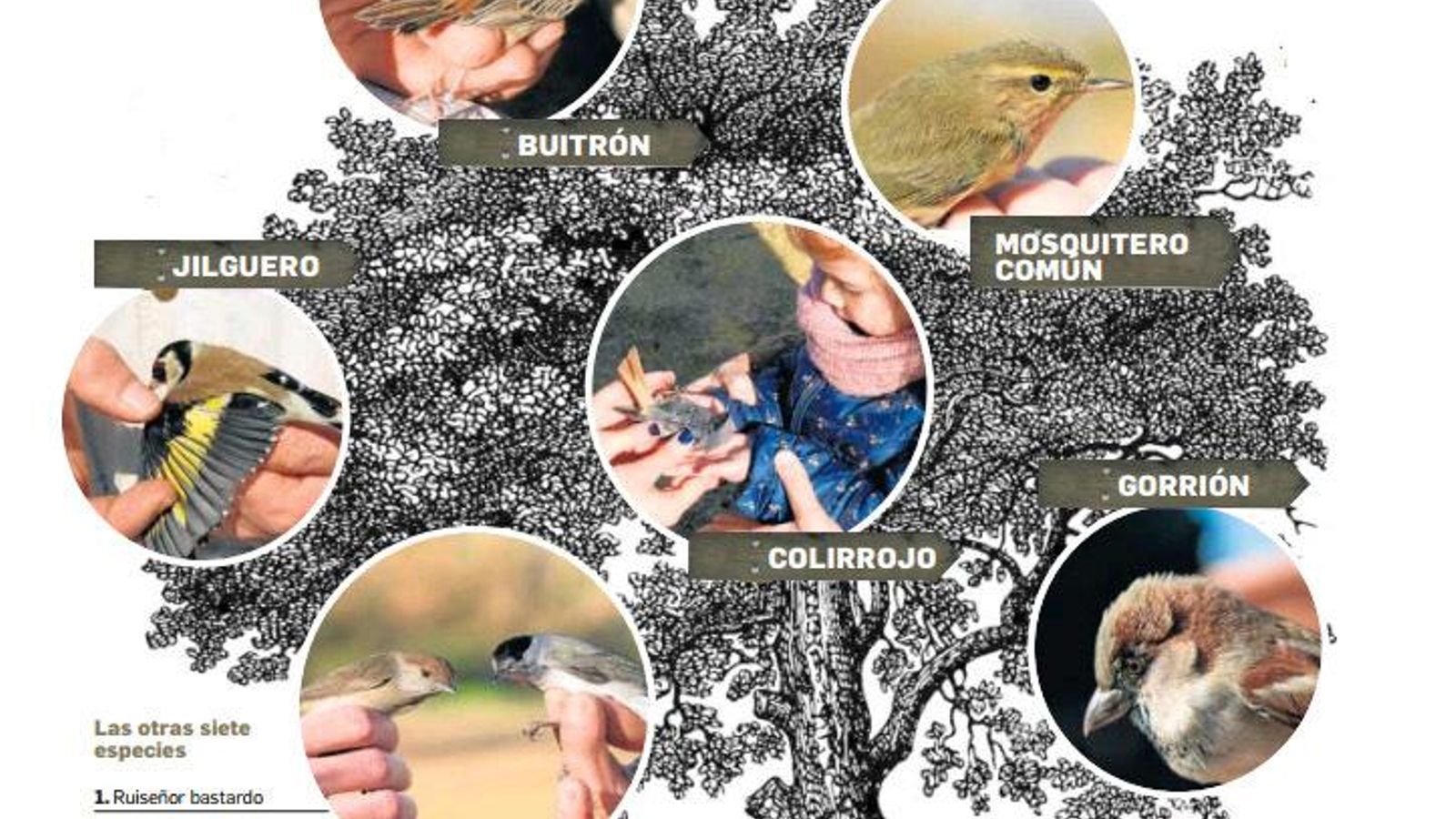 Siete de las especies