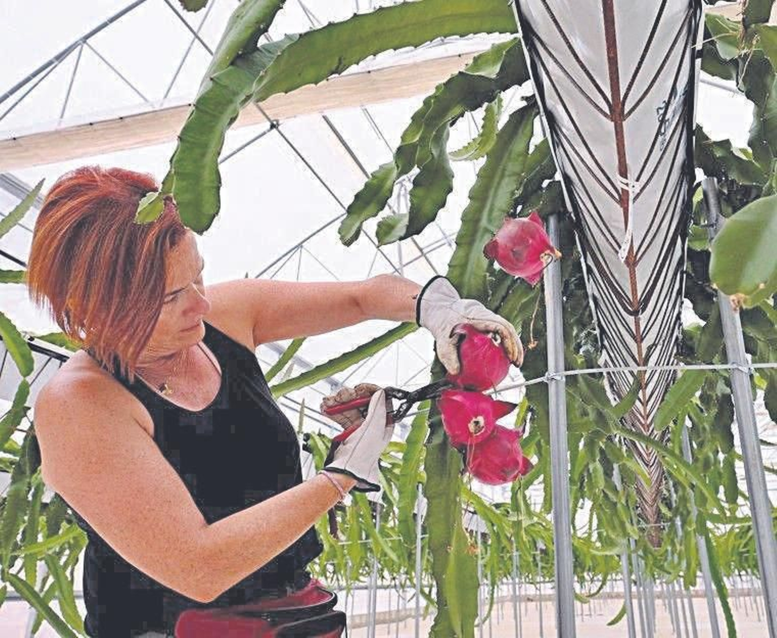 Una mujer cultivando pitayas