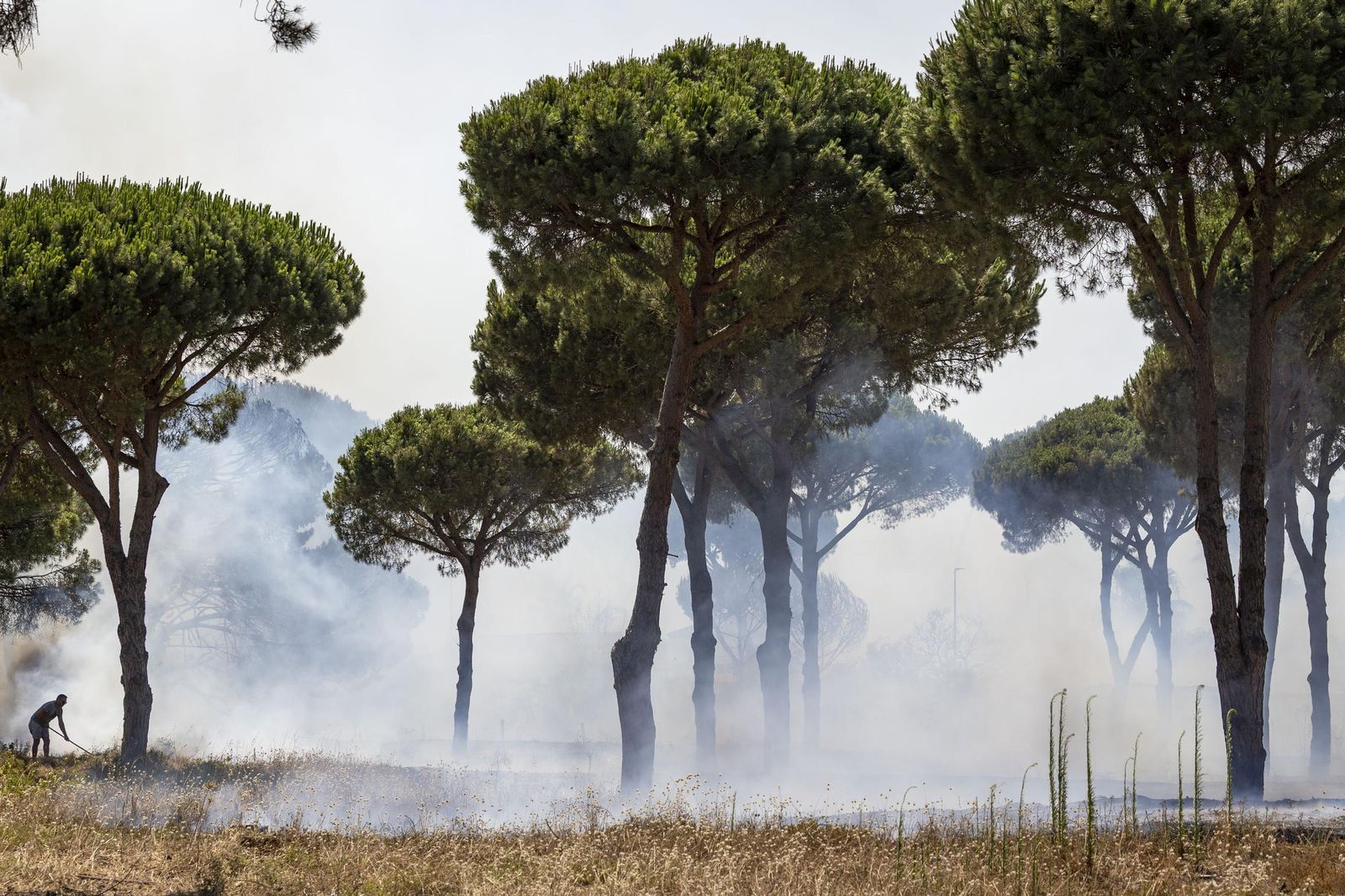 Las imágenes del fuego de la carretera de la Barrosa, con casas afectadas