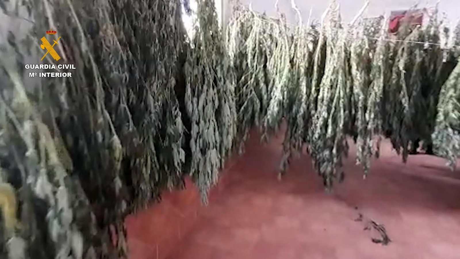La Guardia Civil interviene 22 plantas de marihuana en de Paterna del Campo