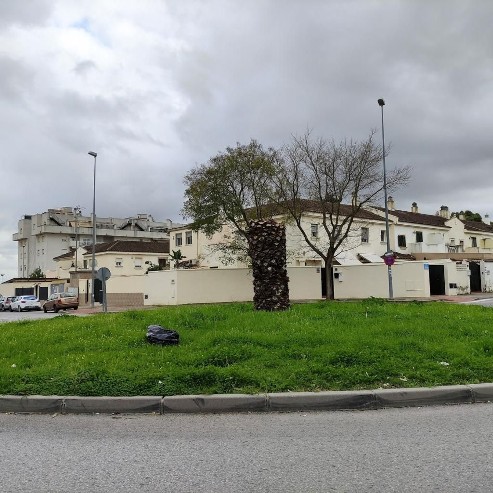 Ecologistas en Acción alerta contra el picudo rojo y el picudo negro en Jerez.