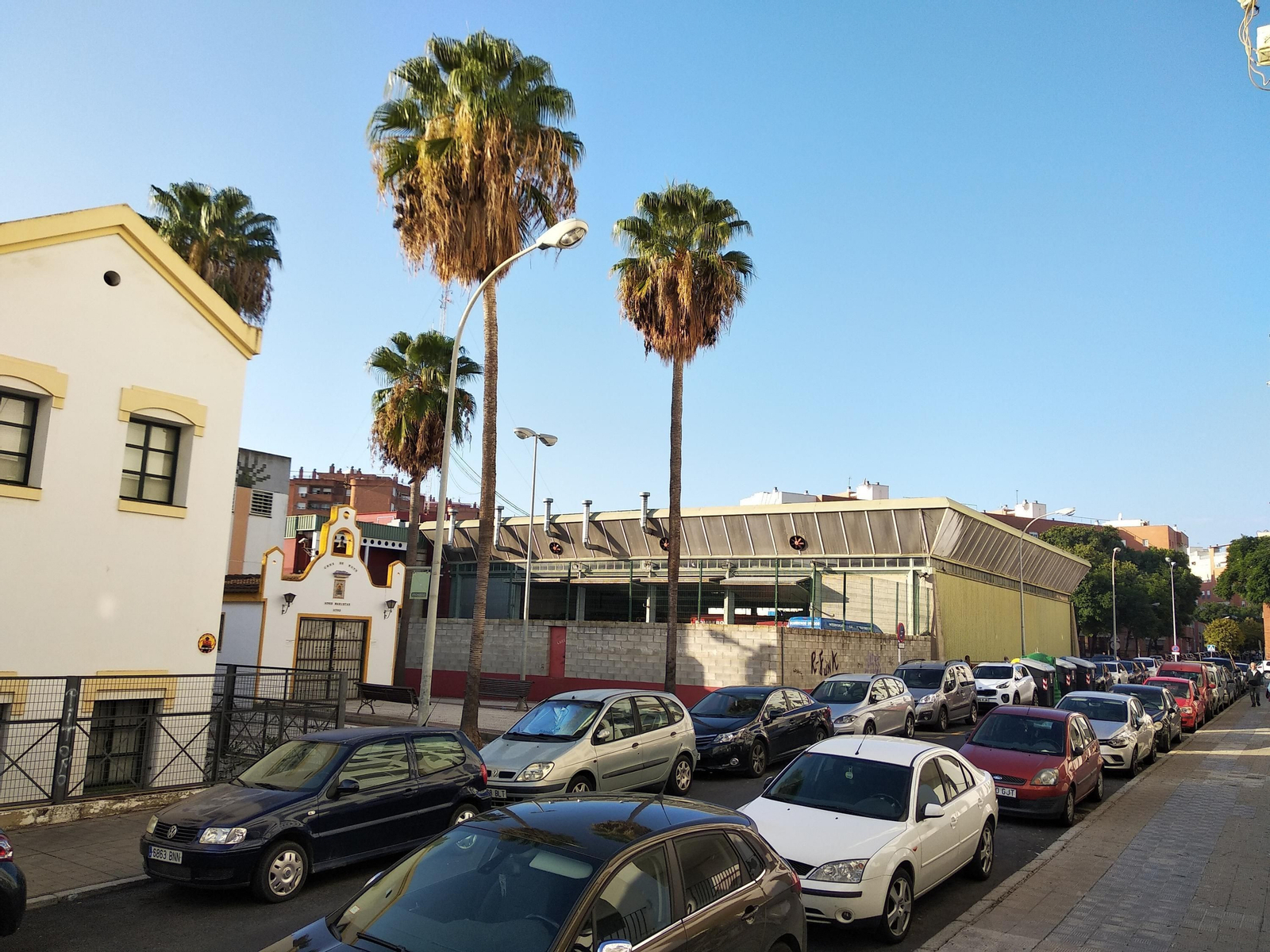 Palmeras en la calle Hermanos Maristas.