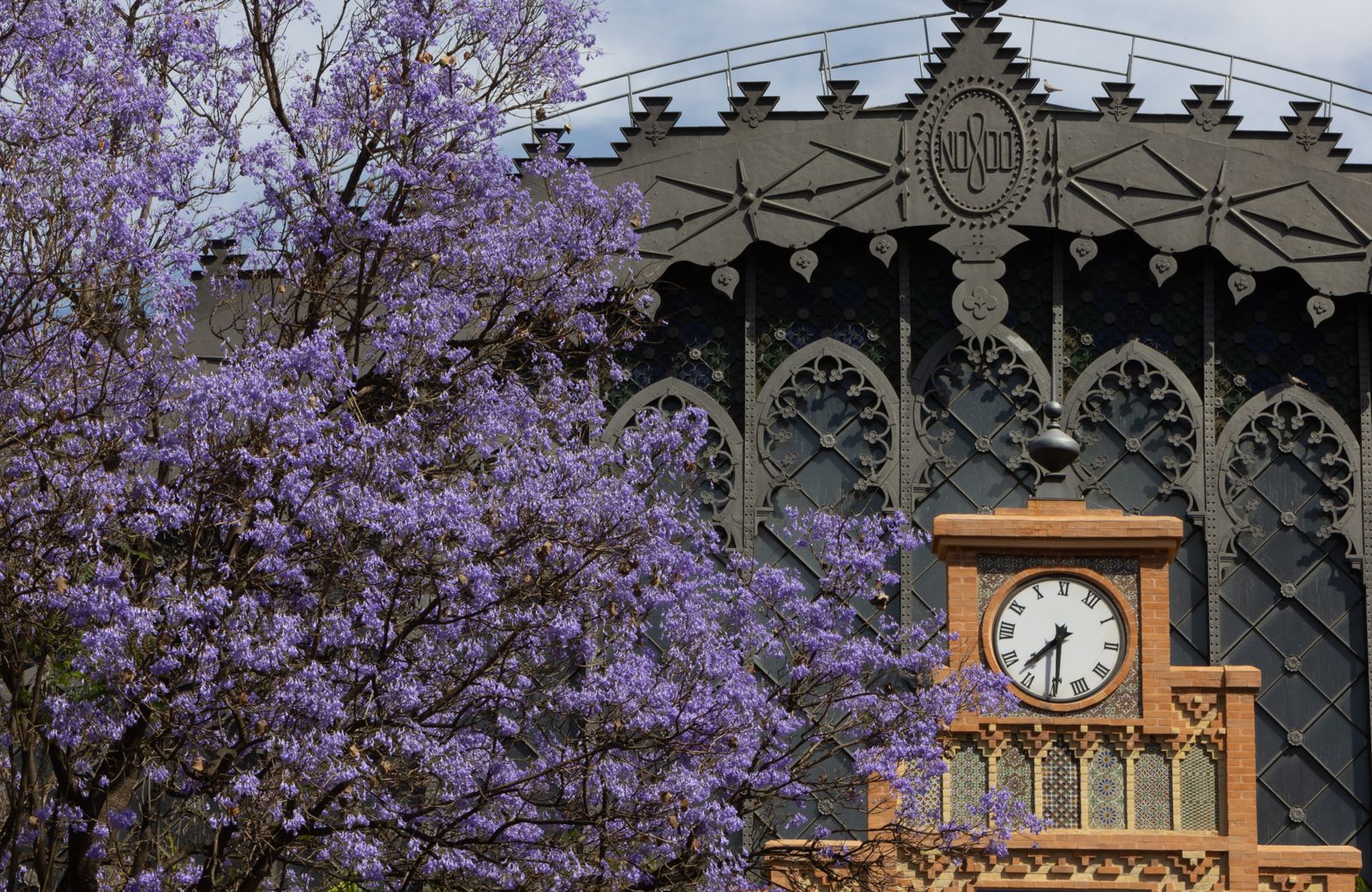 Las jacarandas vuelven a teñir de morado Sevilla