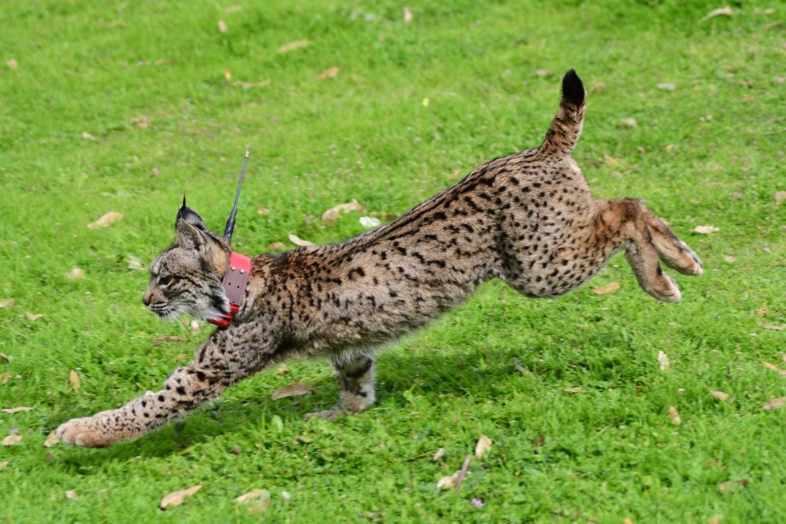 Imagen de archivo de un lince ibérico.