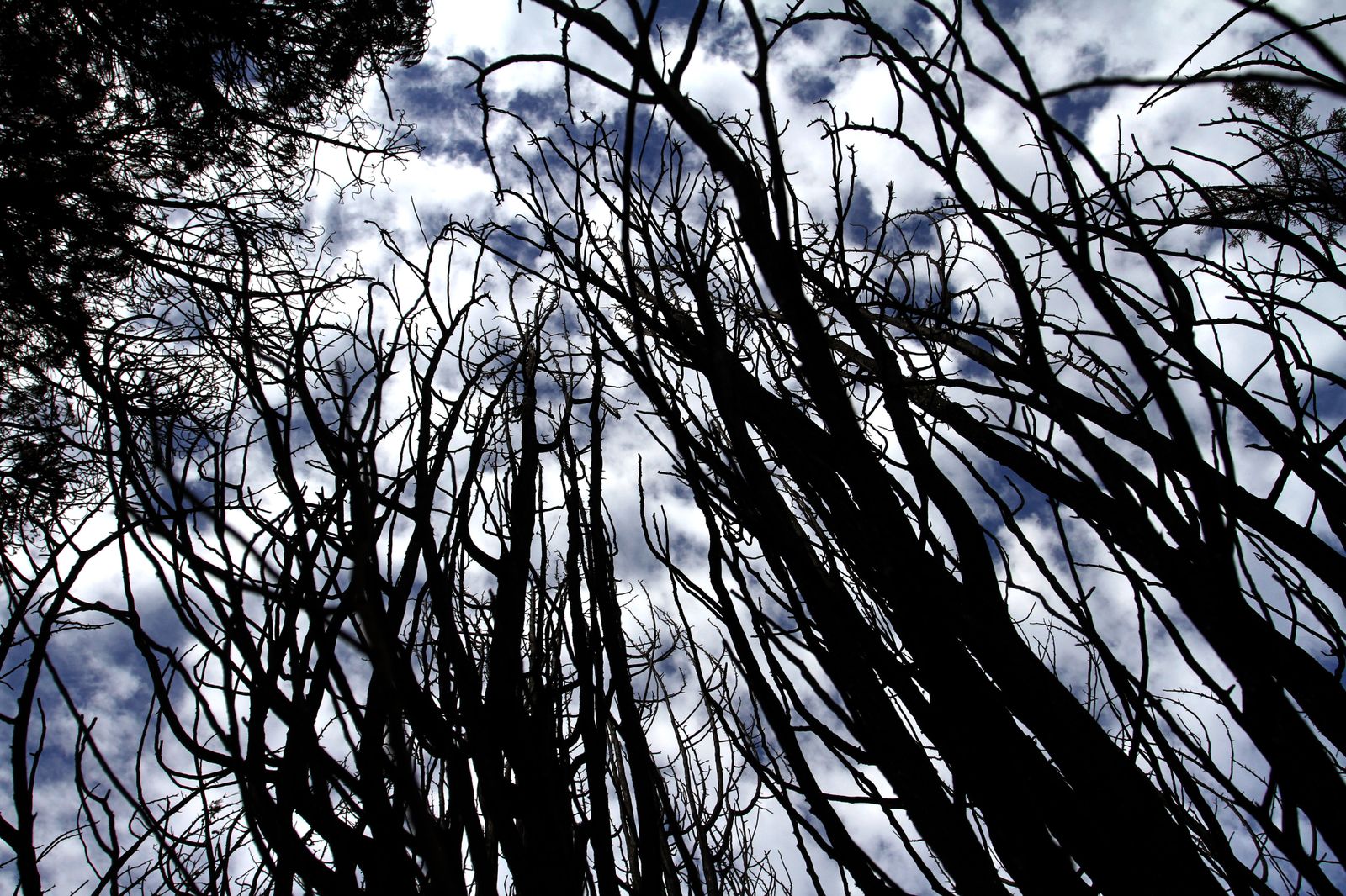 Imágenes de las consecuencias del incendio de Moguer