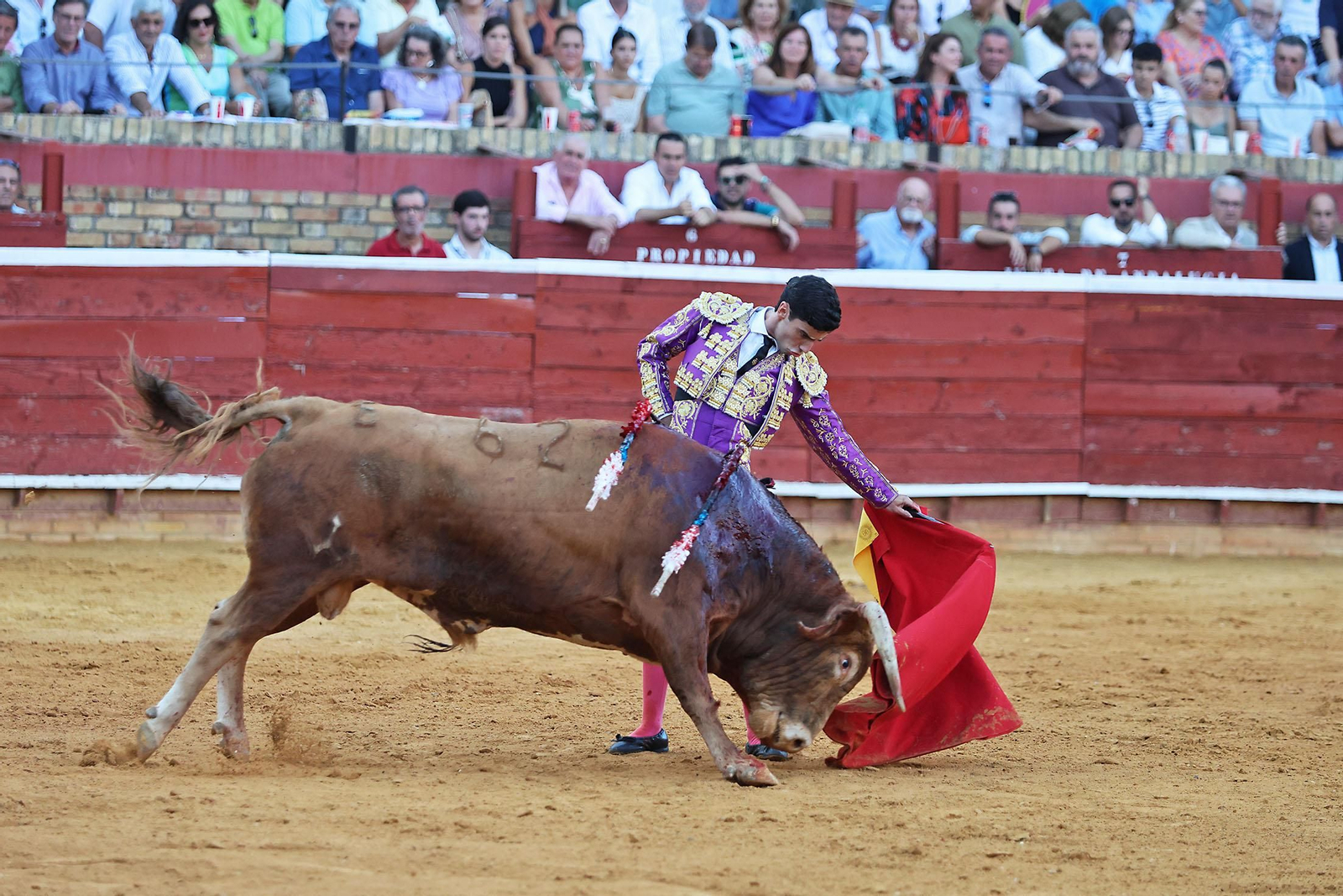 Toros La Merced 2024 Novillada con picadores(