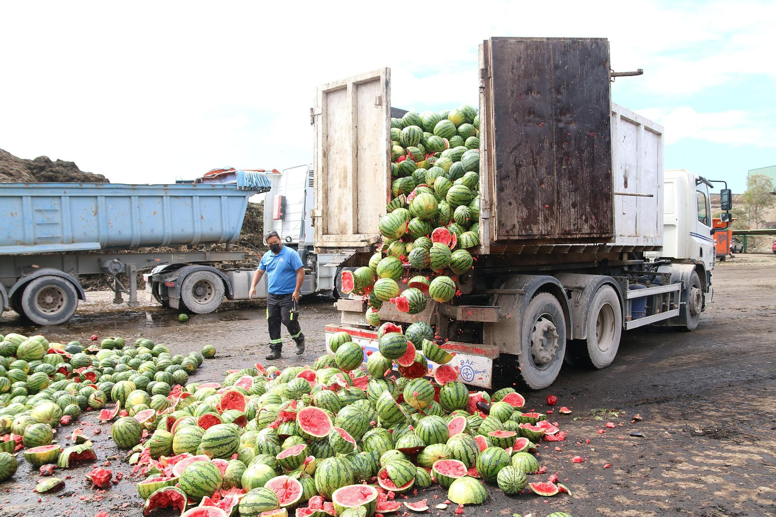 Retirada y destrucción de melón y sandía en señal de protesta por los bajos precios en La Mojonera.