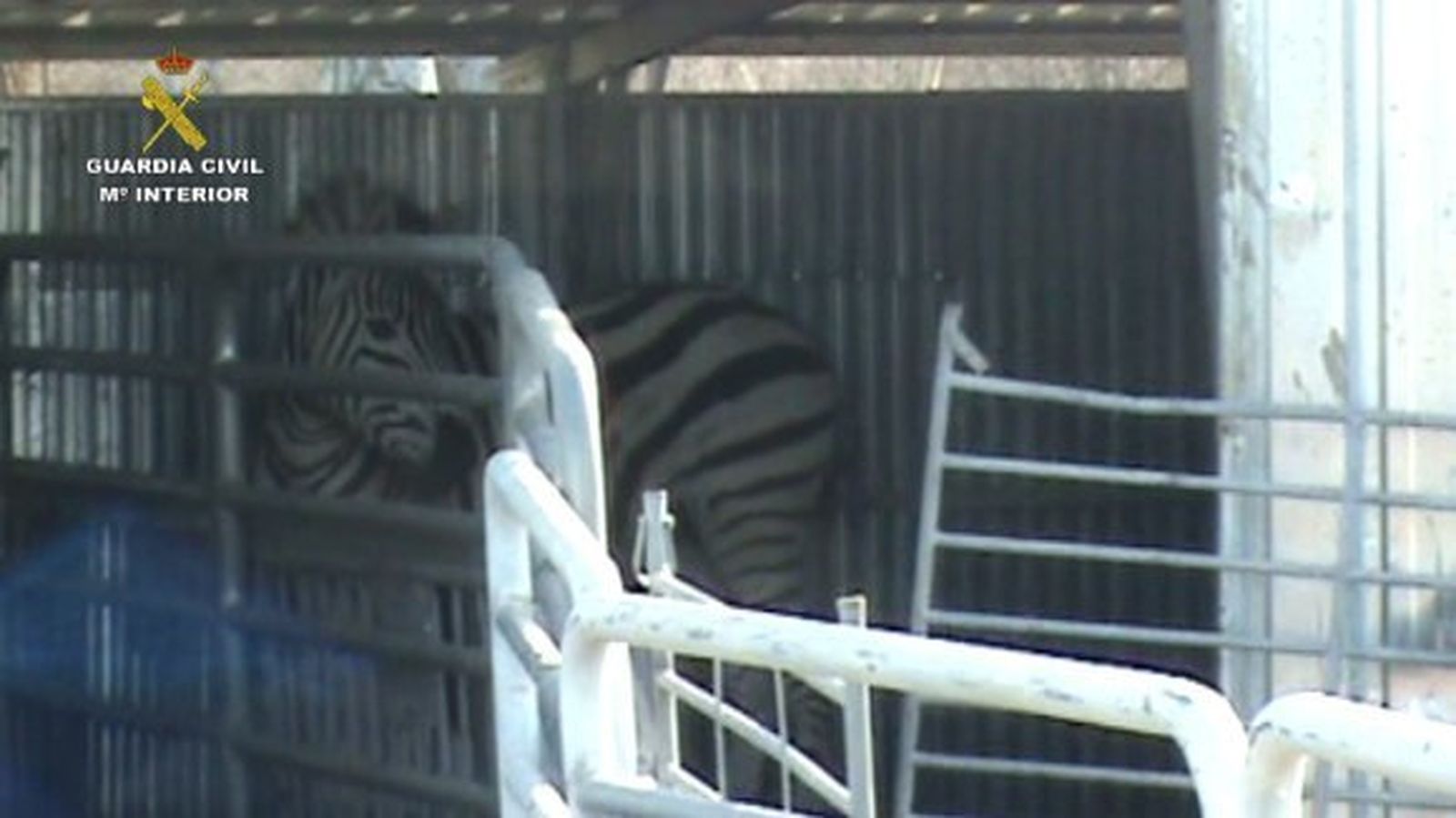 Cae una red que exportaba cebras enfermas a Dubai con documentación falsa