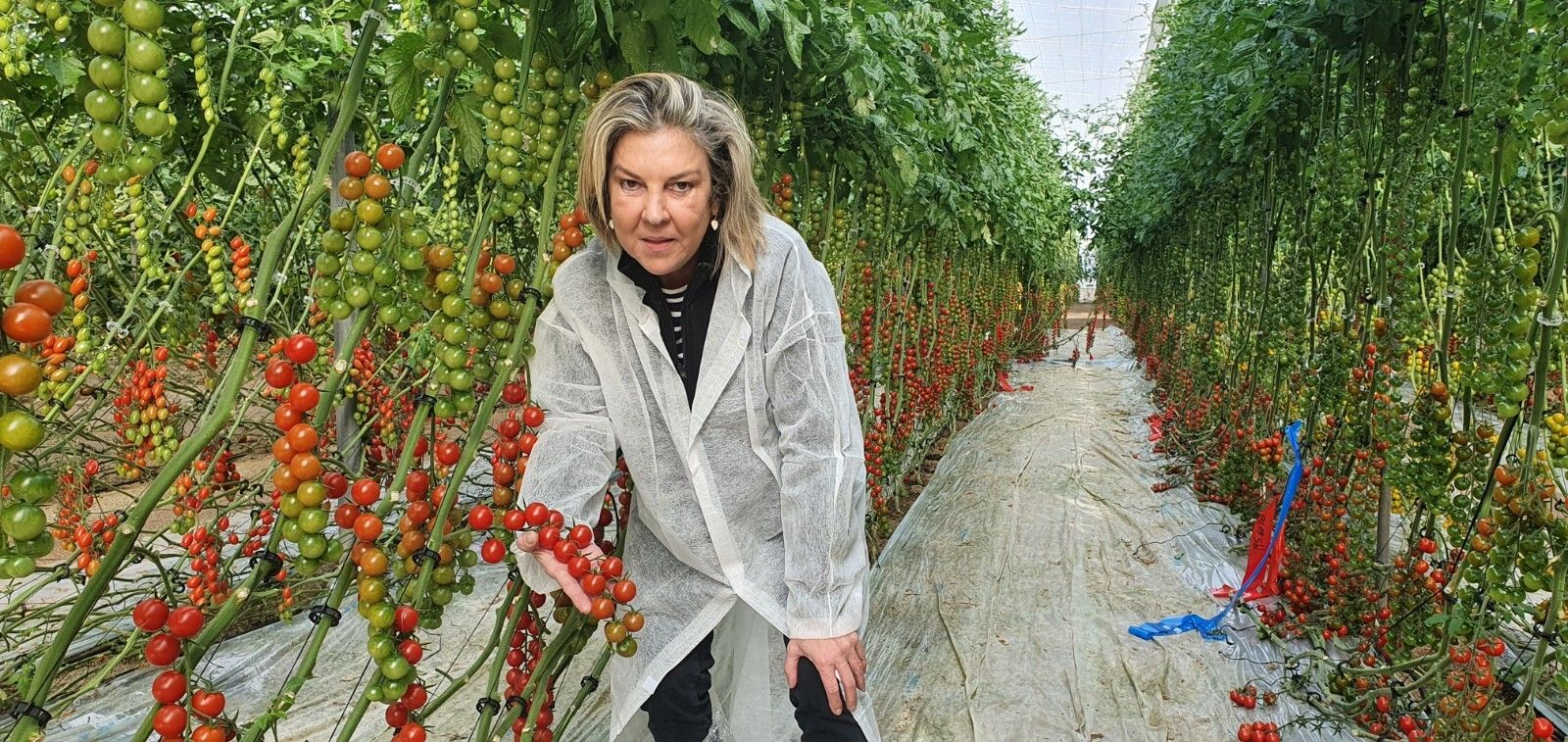 Mª del Mar Gimeno, delegada comercial de Almería Levante en una finca de tomate, que será gran protagonista en esta Expolevante.