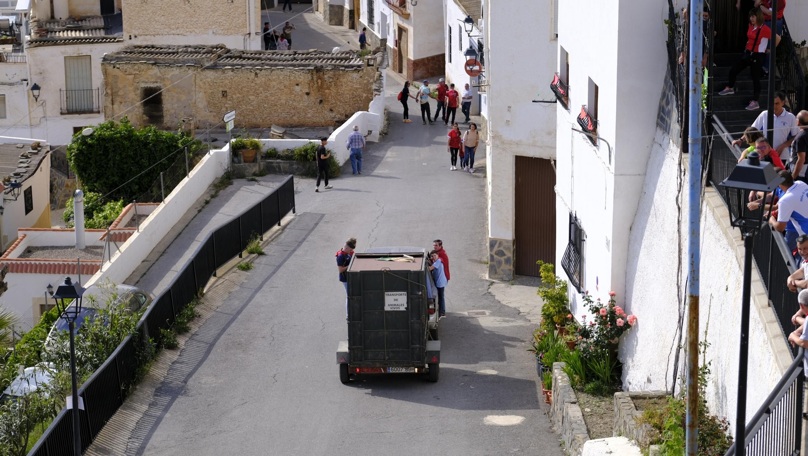 Los toros ensogados de Ohanes, en imágenes