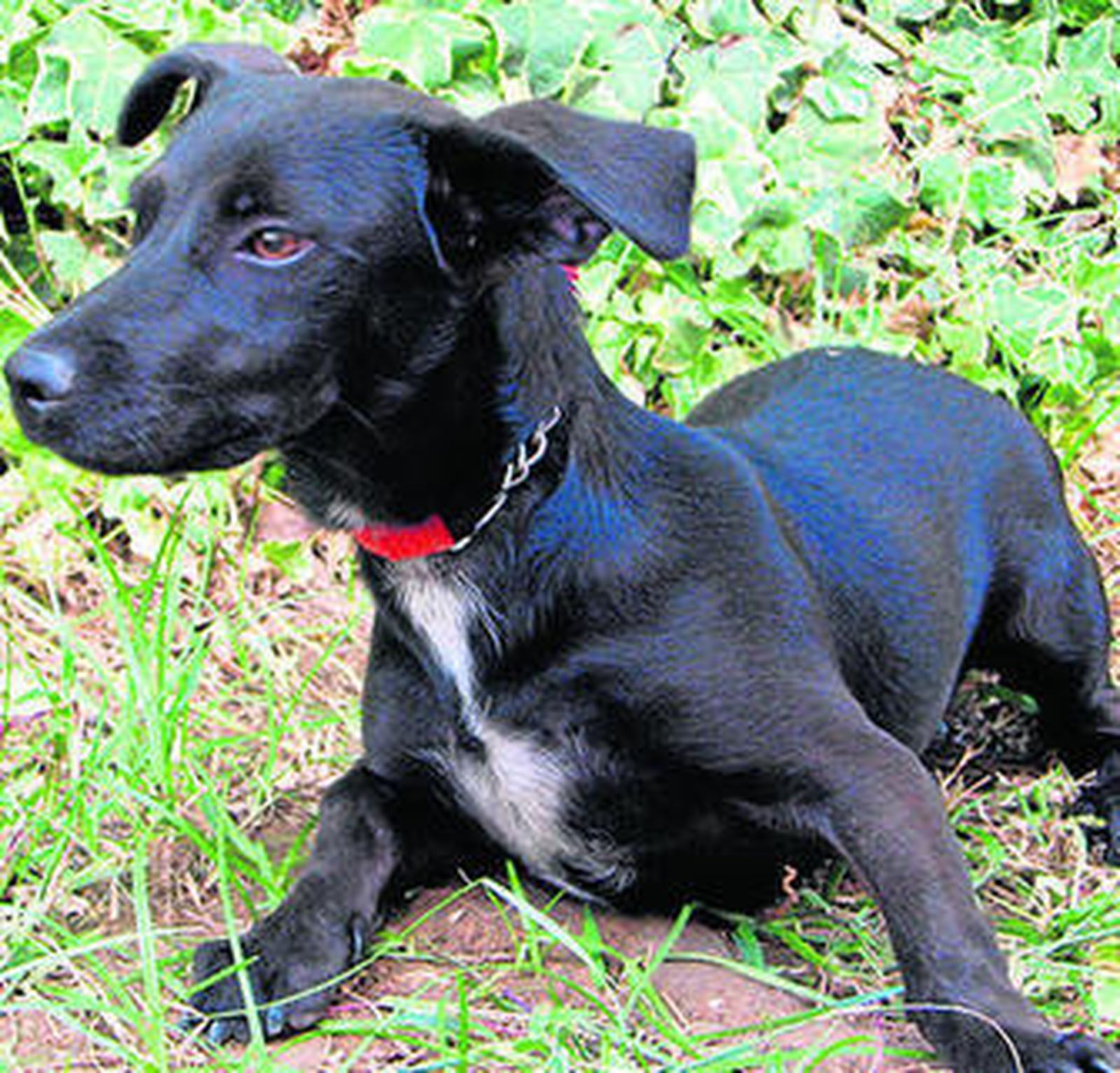 Uno de los animales adoptados.