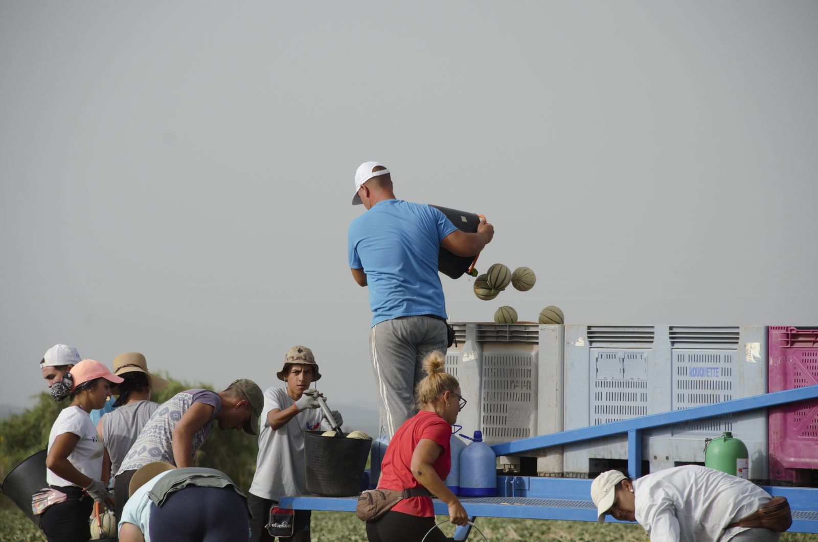Un grupo de trabajadores recogiendo melones en una parcela de Villamartín.