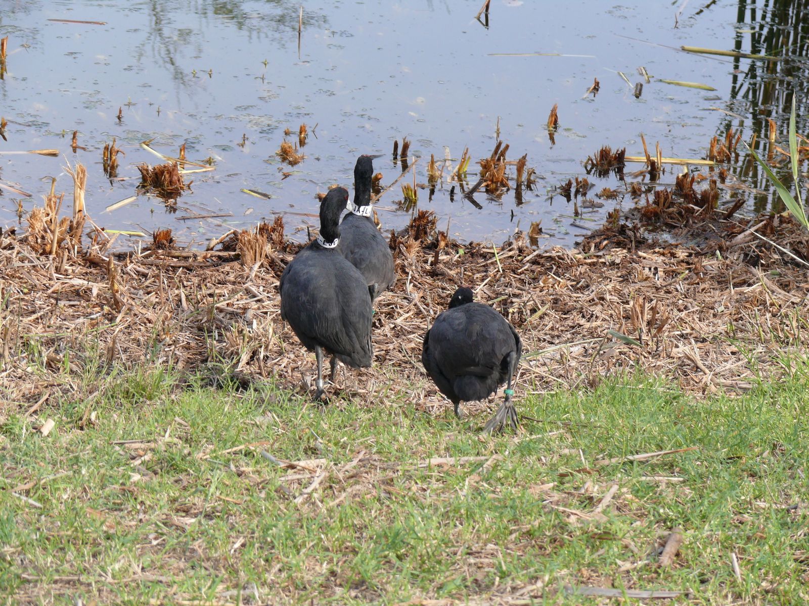 Las imágenes de la suelta de fochas cornudas y porrones pardos
