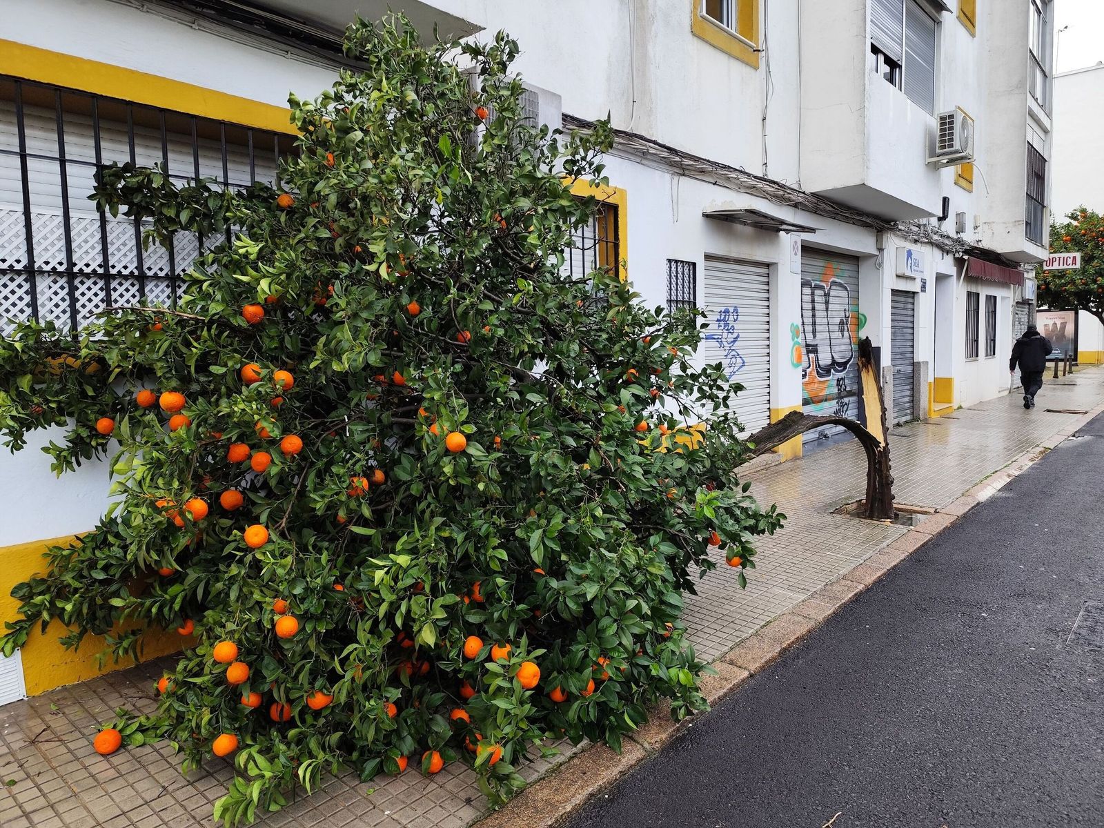 Árbol caído en Córdoba durante el último temporal.