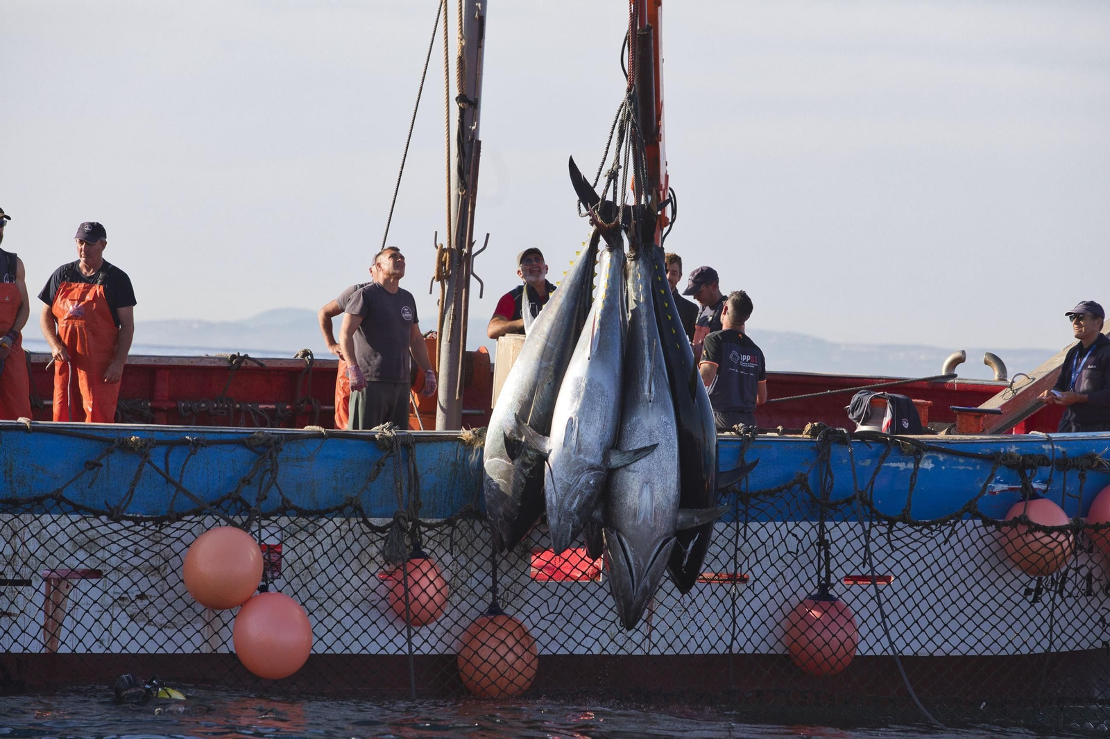 Una levantá de atún rojo en Barbate.
