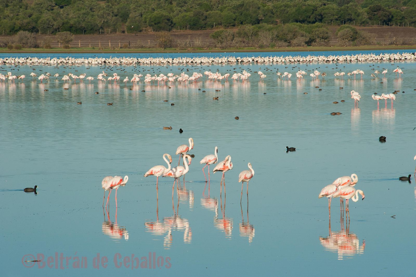Los flamencos inundan la laguna de La Dehesa de Abajo, escenario de la 'DoñanaBirdFair'.