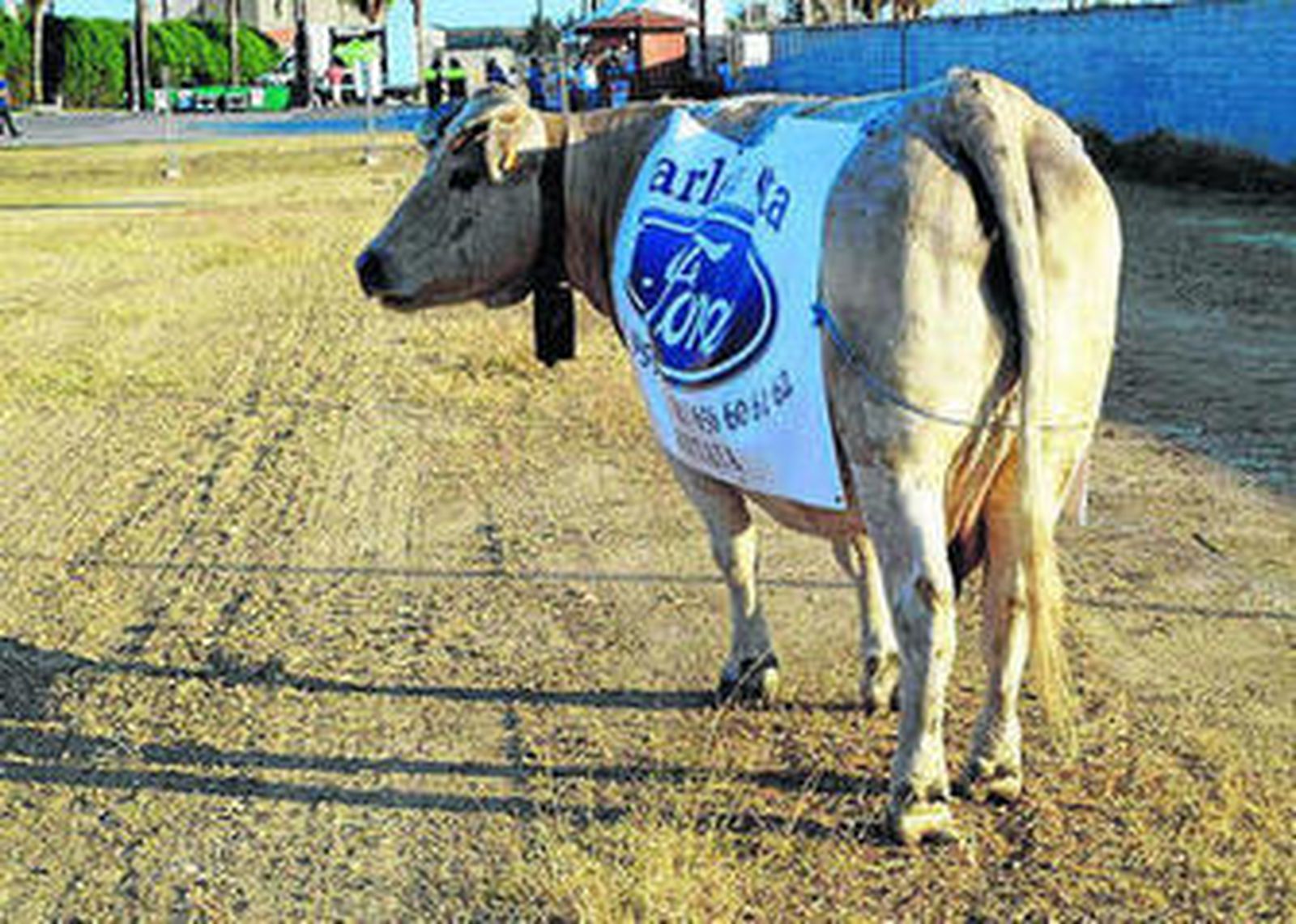 Campanera, la vaca protagonista de este curioso evento.