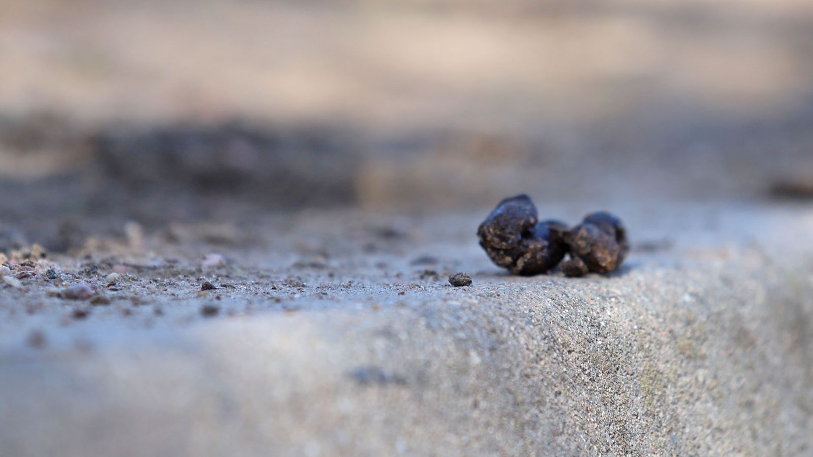 Excrementos de perro en una calle de la capital onubense.