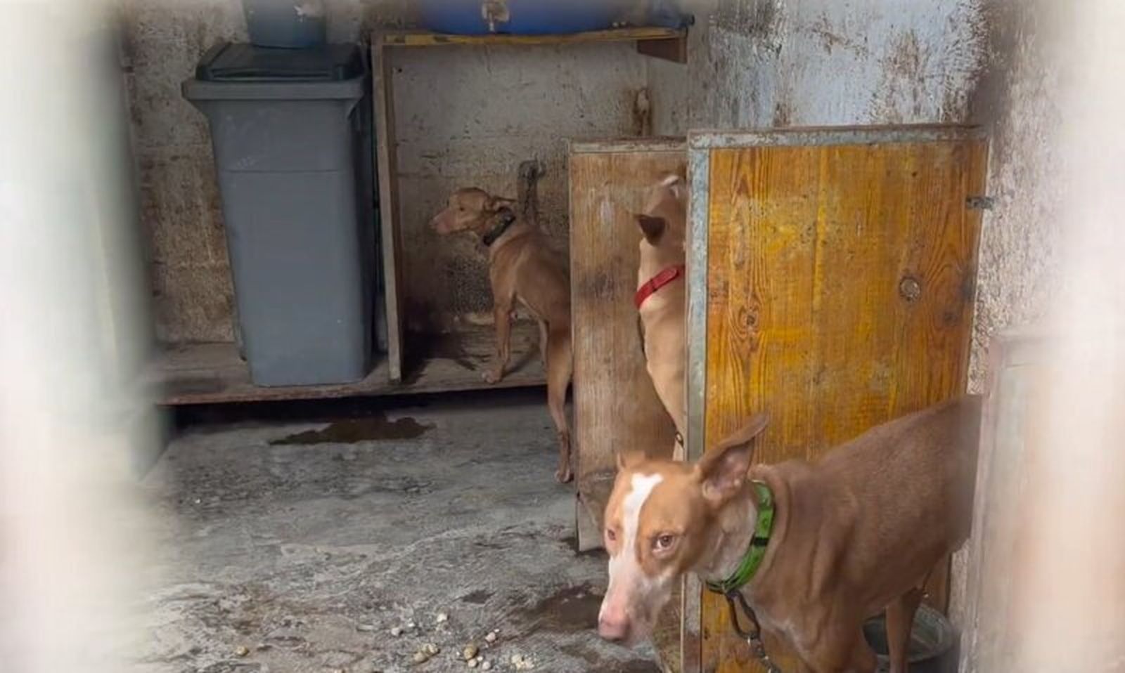 Denuncian al responsable de una guardería ilegal con 250 animales en Las Palmas de Gran Canaria