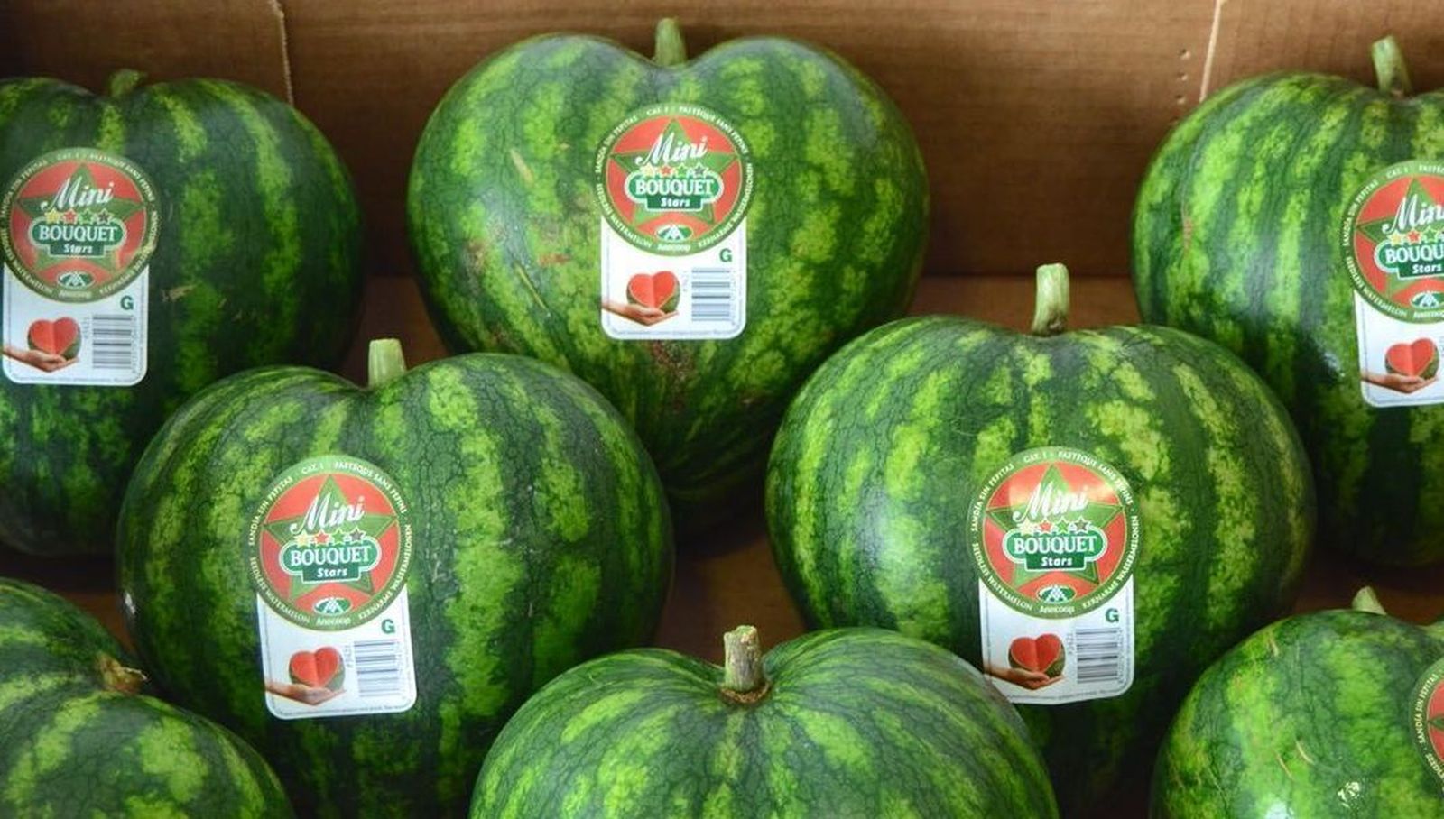 Primera partida de sandía mini Bouquet con forma de corazón destino Reino Unido.