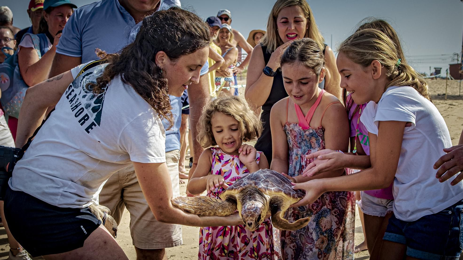 Las imágenes de la vuelta al mar de tres tortugas marinas en la playa de Cortadura, en Cádiz.
