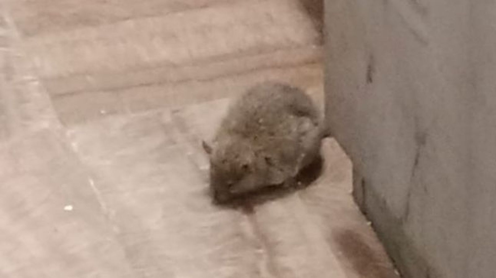 Guardias civiles de Mijas denuncian que trabajan con una plaga de ratas ...