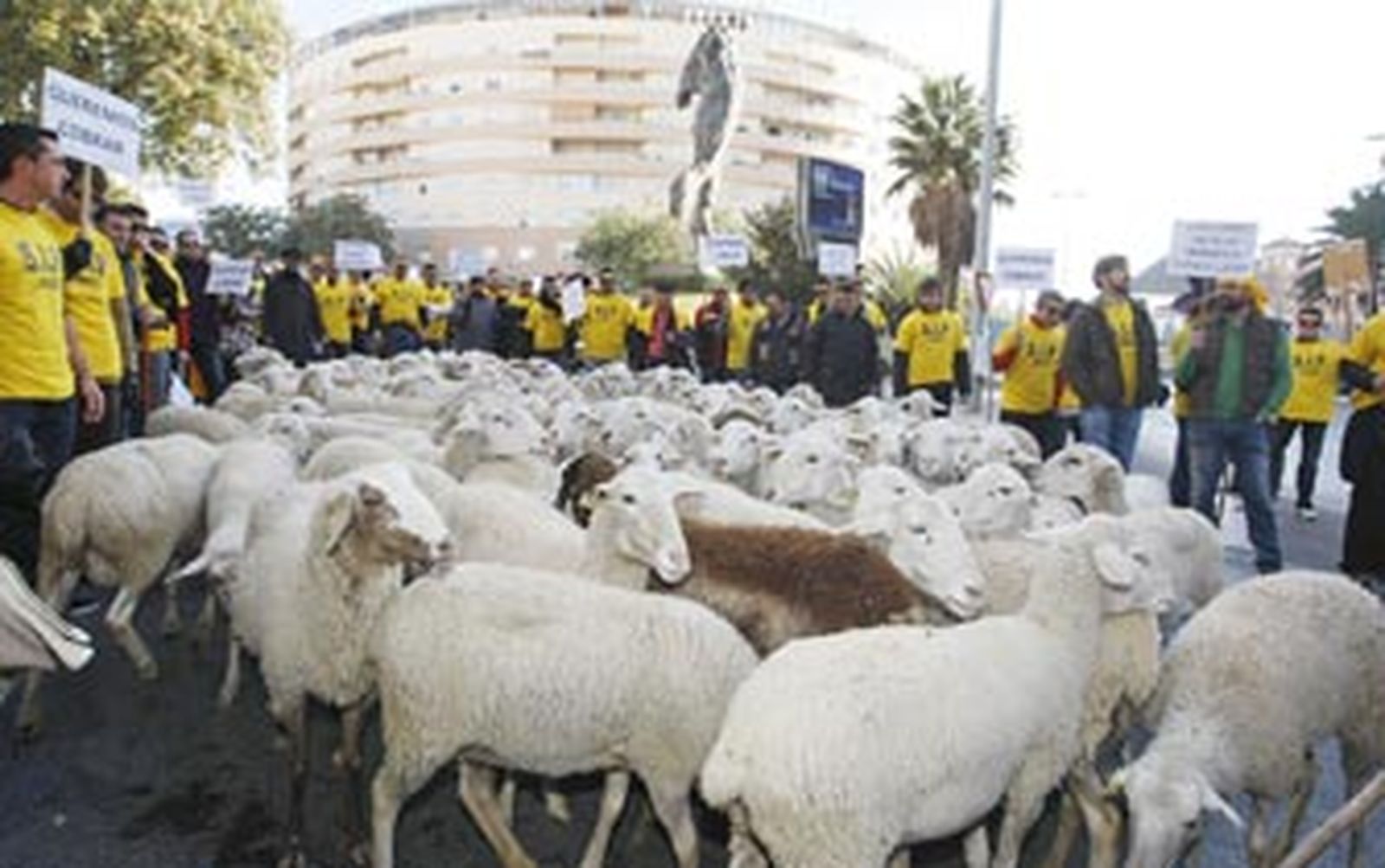 Policías locales conducen un rebaño de ovejas porque "no somos borregos"