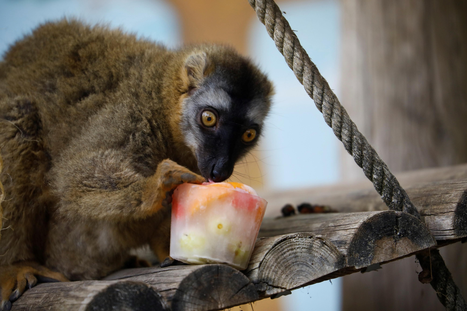Fotogalería: Así viven los animales del Zoo de Córdoba los meses de verano