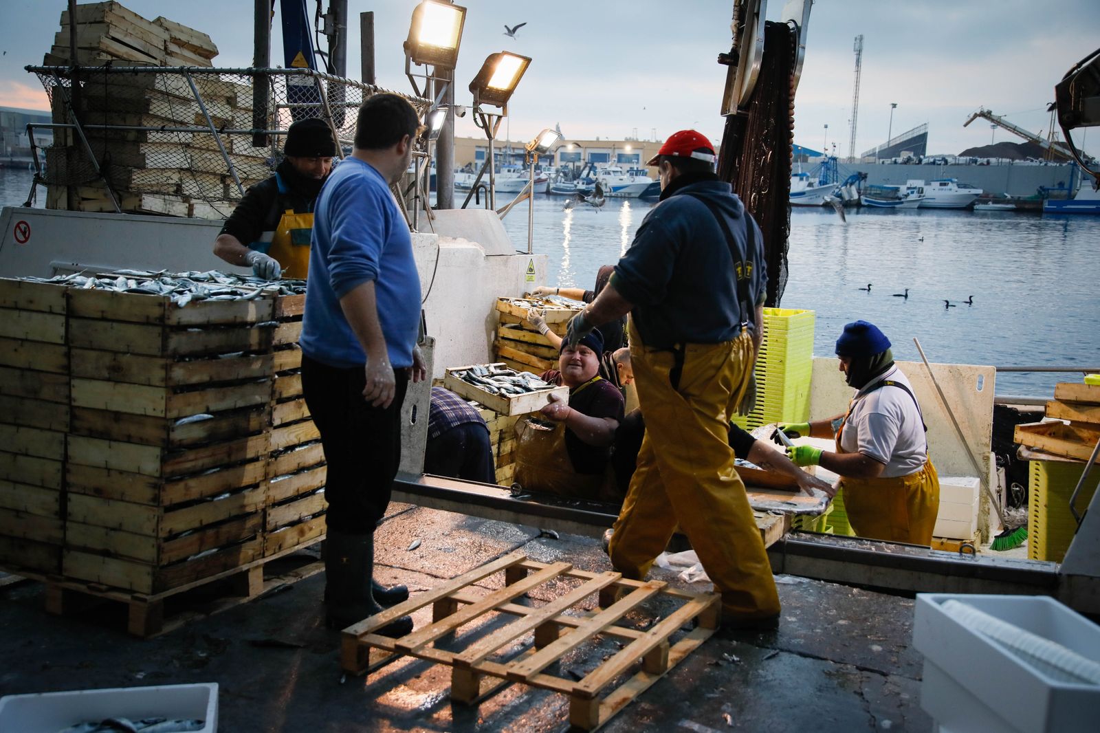 Te contamos en imágenes como ha sido la descarga de las traiñas en la lonja de Almería