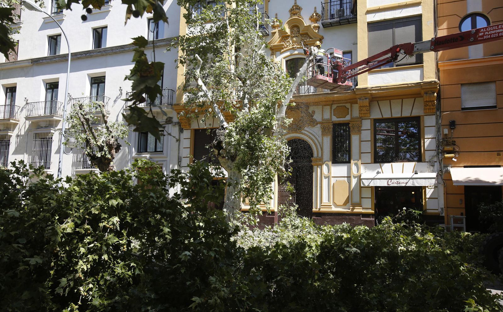 El momento de la tala en la Avenida de Cádiz
