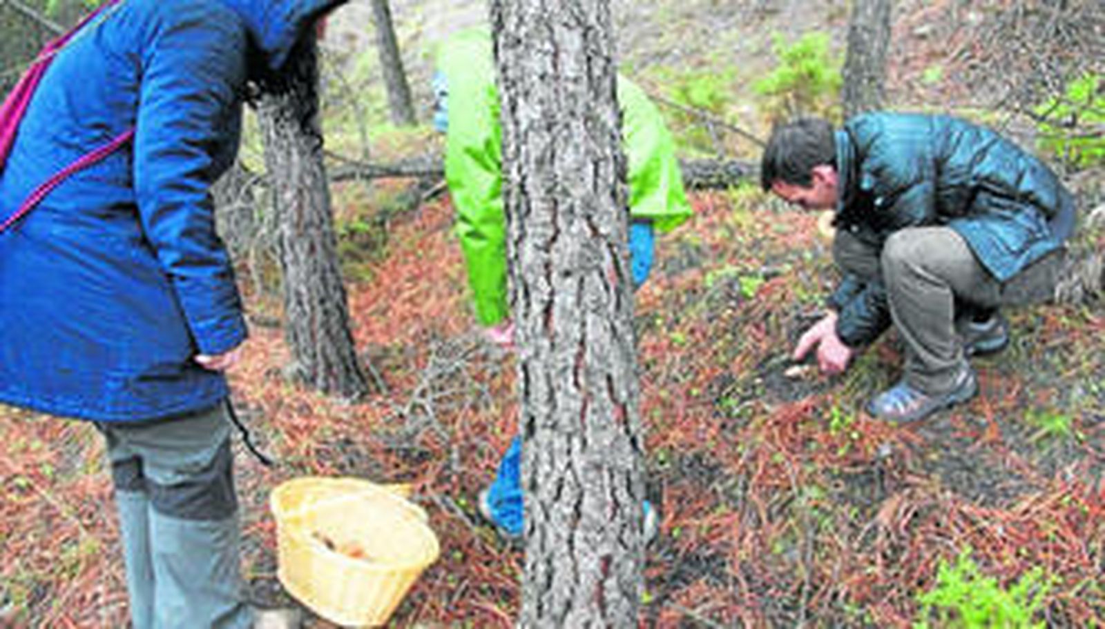 Tres personas recogen setas en la sierra de Abla, en concreto, por la zona de El Serbal.