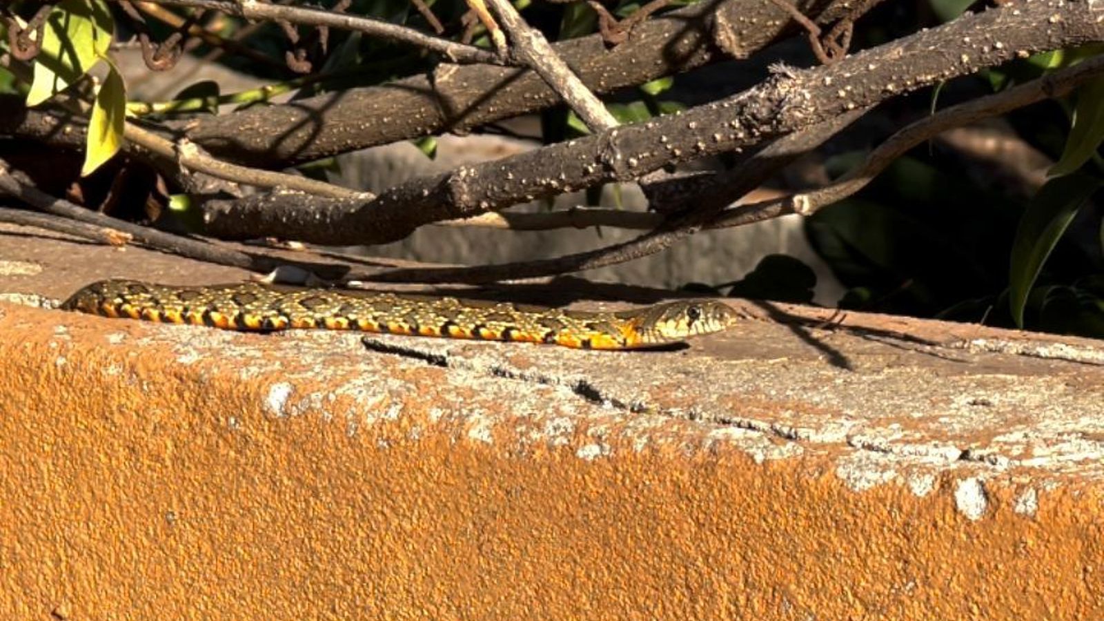 Una culebra de herradura. Una culebra de herradura.
