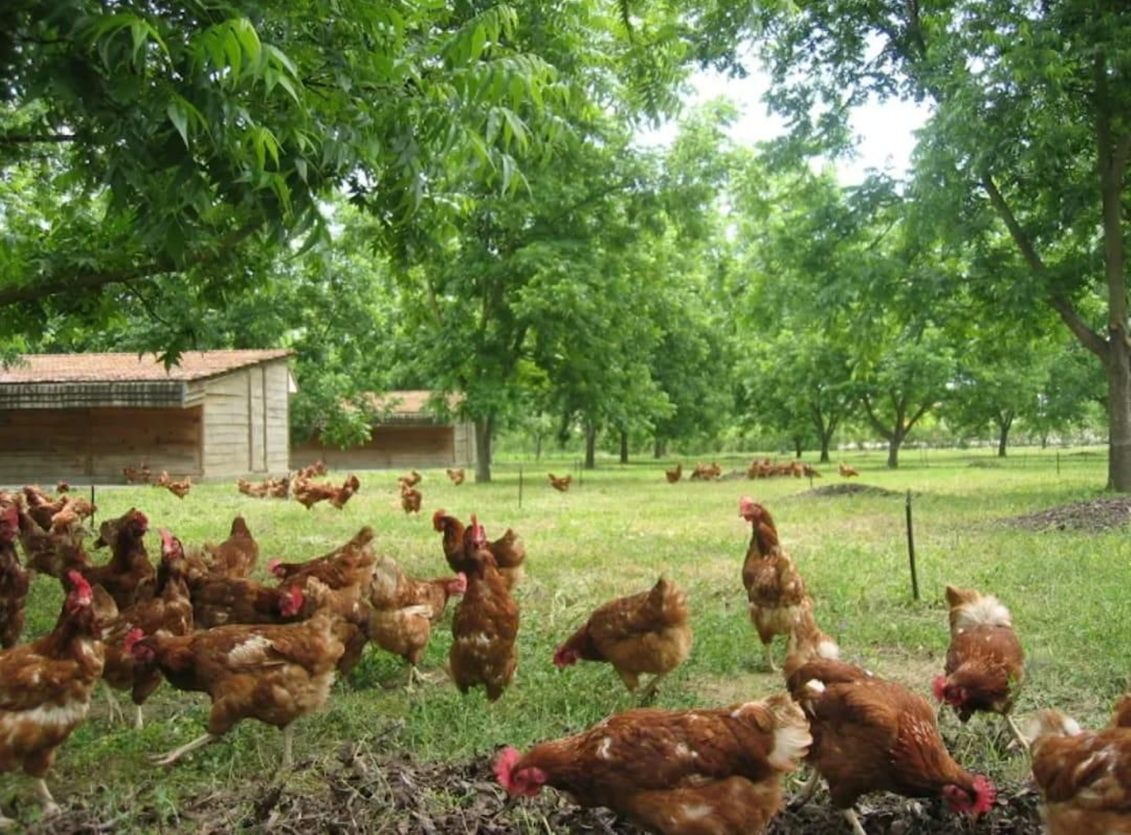 La granja Huerta Río Grande en Coín.