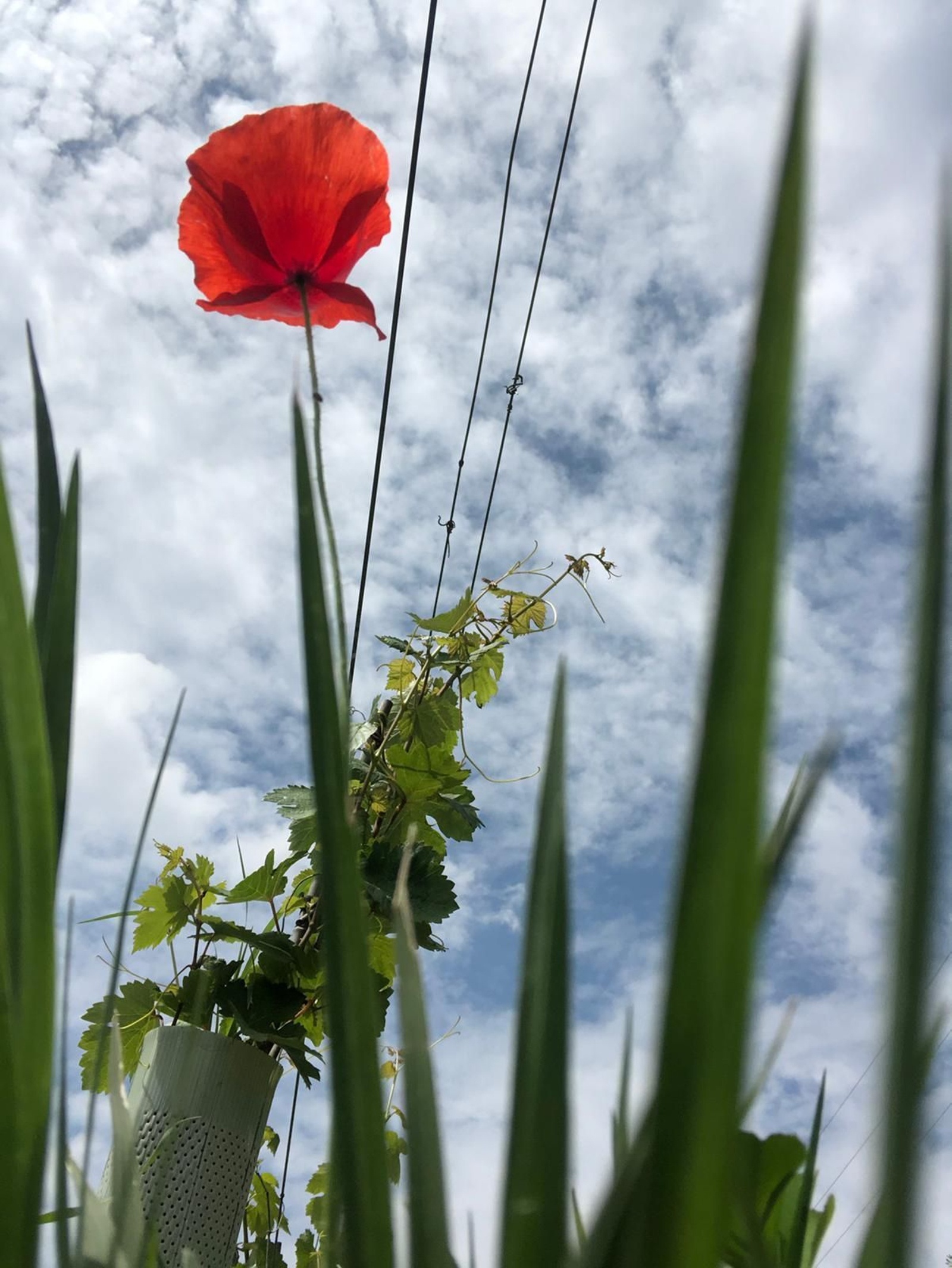 Las fotografías de la primavera en la Campiña de Córdoba