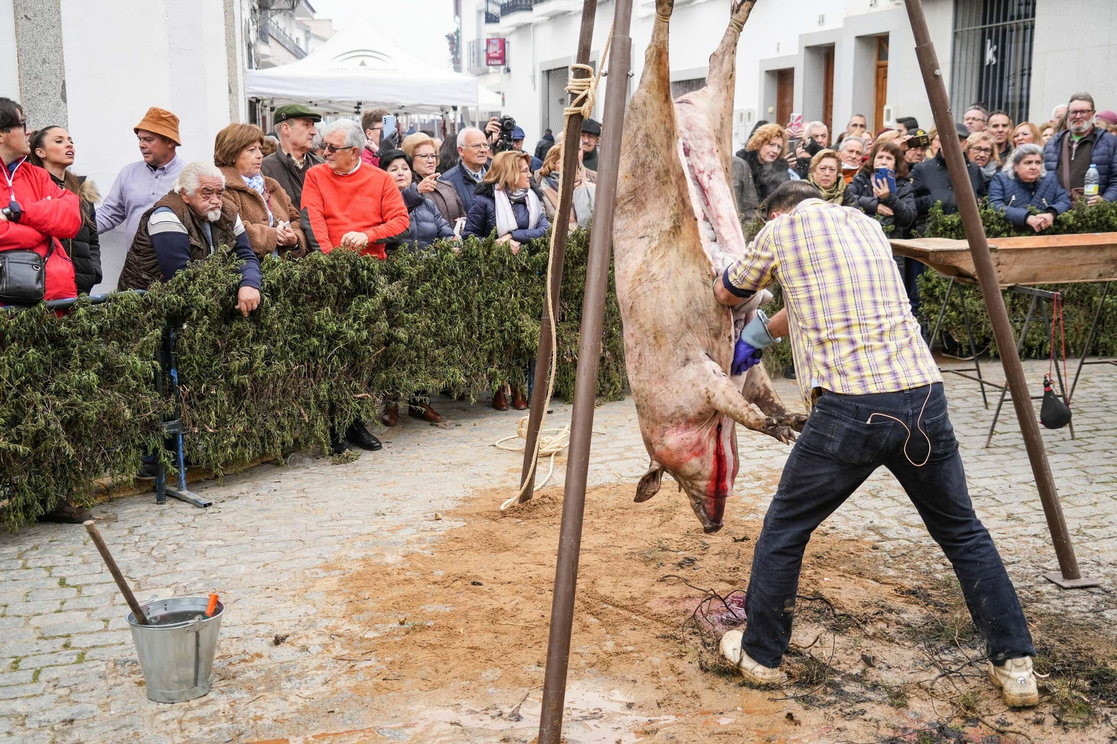 La Fiesta de la Matanza de Alcaracejos, en imágenes