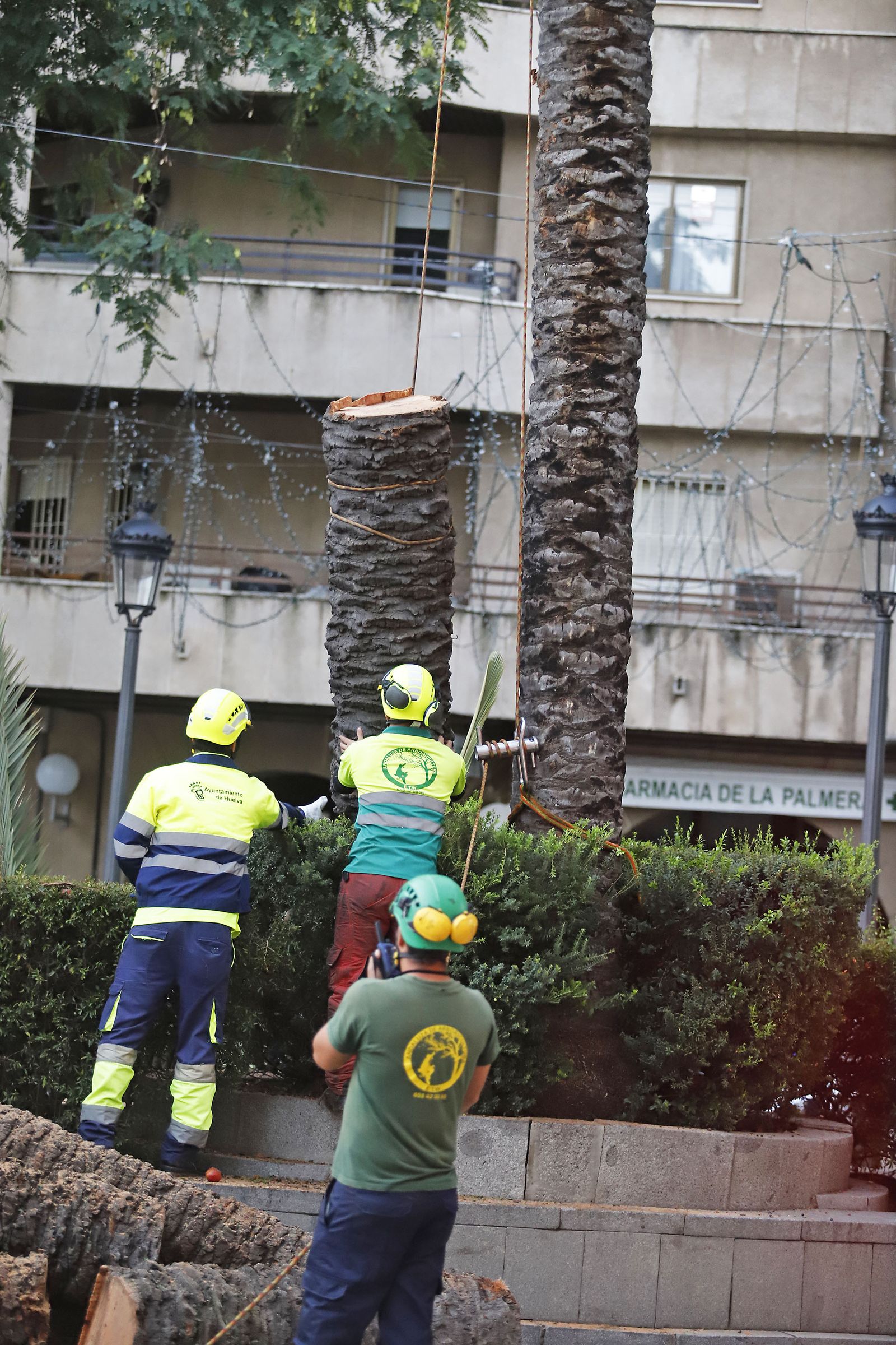 Imágenes de la tala de la emblemática Palmera de Huelva