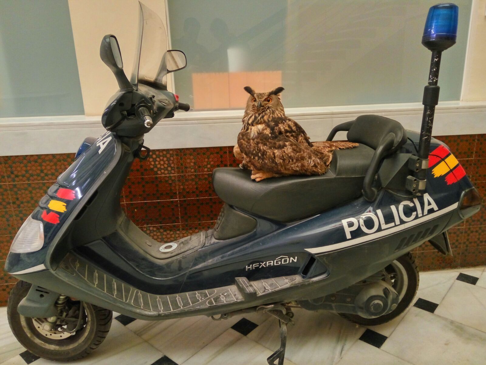 Un búho real herido, a la espera del servicio de protección